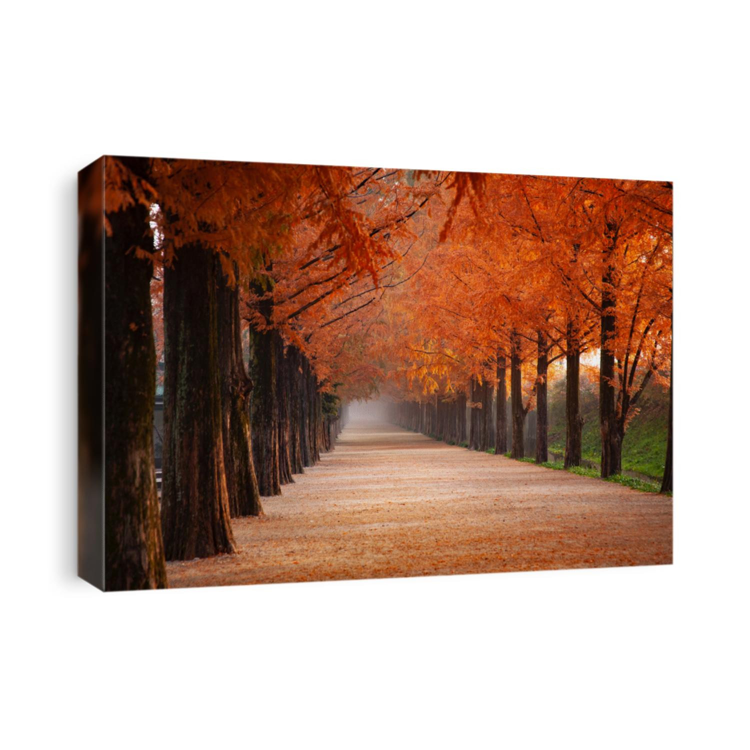Rows of trees lining long empty park path or footpath in the autumn fall