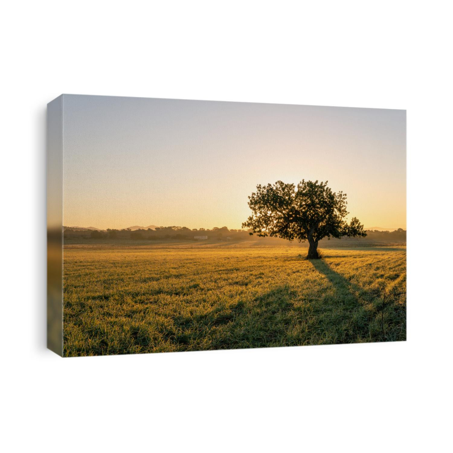 Carob tree (Ceratonia siliqua) in a field on the island of Mallorca at sunrise. Unfocused background. Balearic Islands, Spain