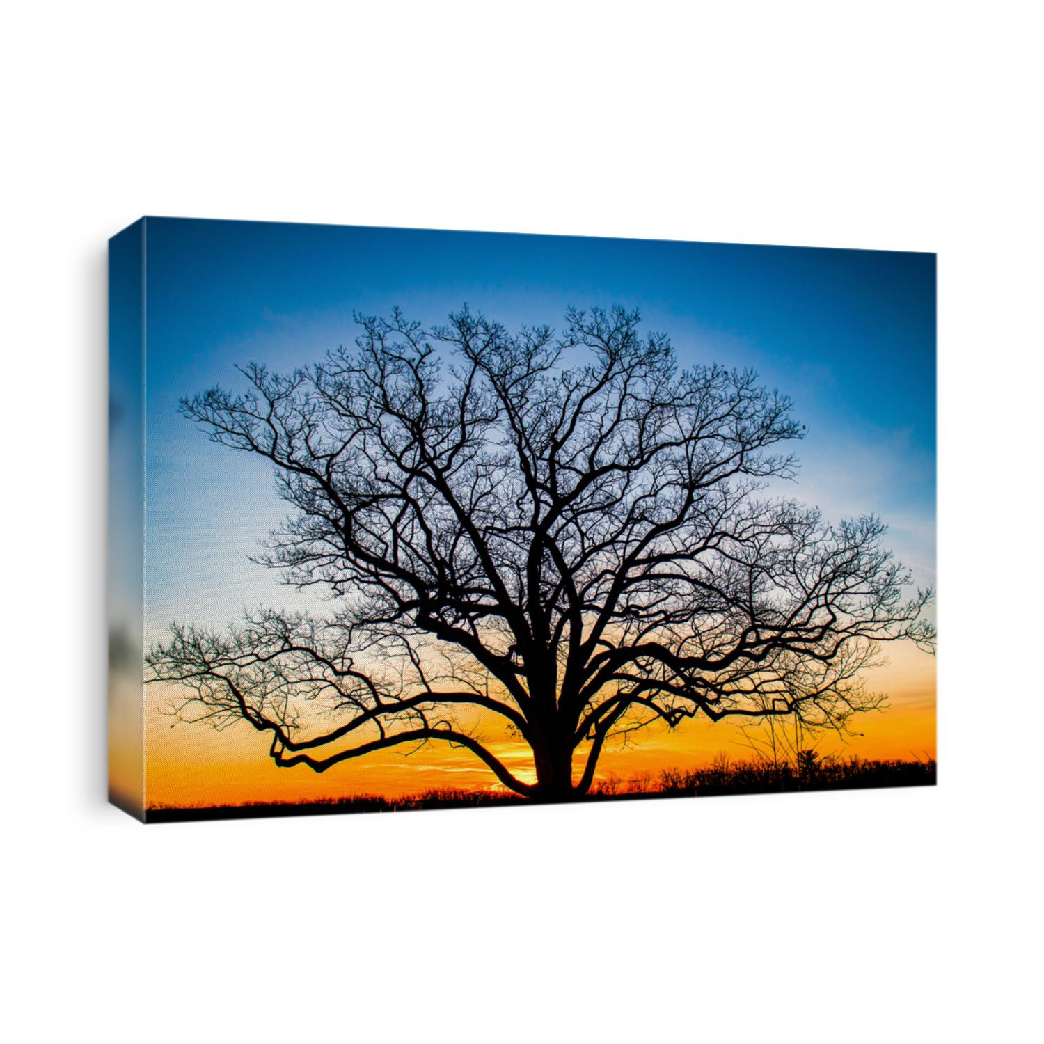 The silhouette of a tree at sunset. Sunset tree silhouette. Sunset tree. Tree at sunset