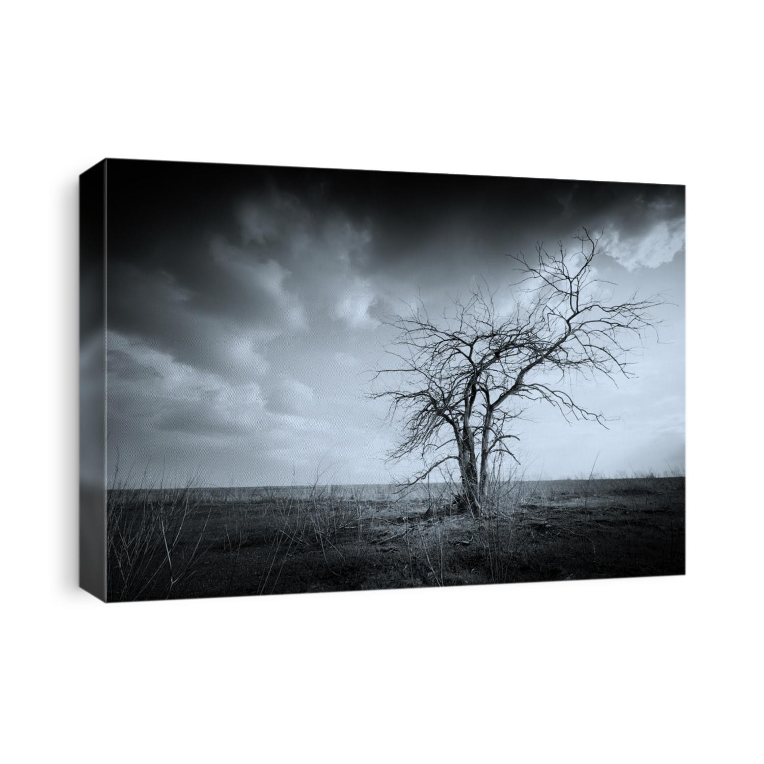 Lonely dead tree. Art nature.