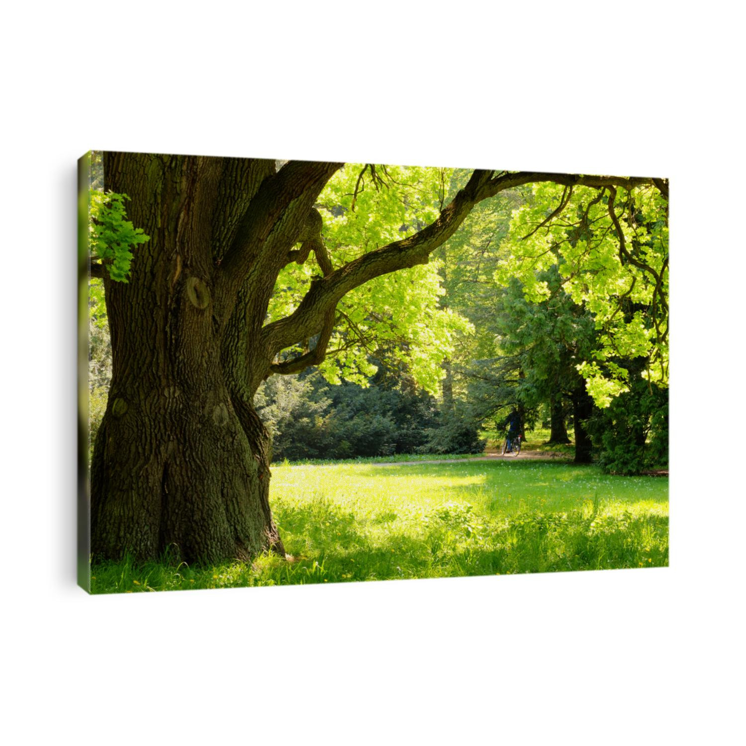 Mighty oak tree