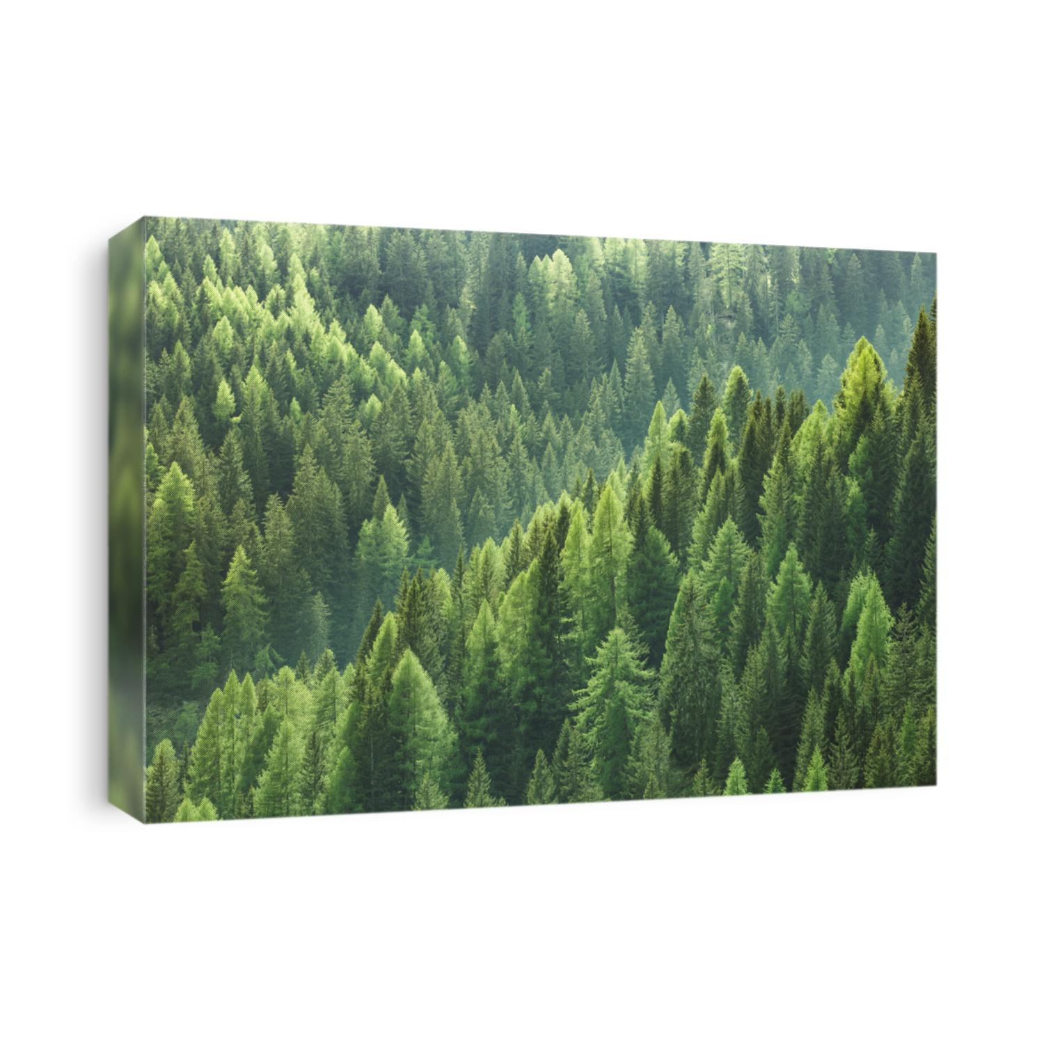 Healthy green trees in a forest of old spruce, fir and pine trees in wilderness of a national park. Sustainable industry, ecosystem and healthy environment concepts and background.
