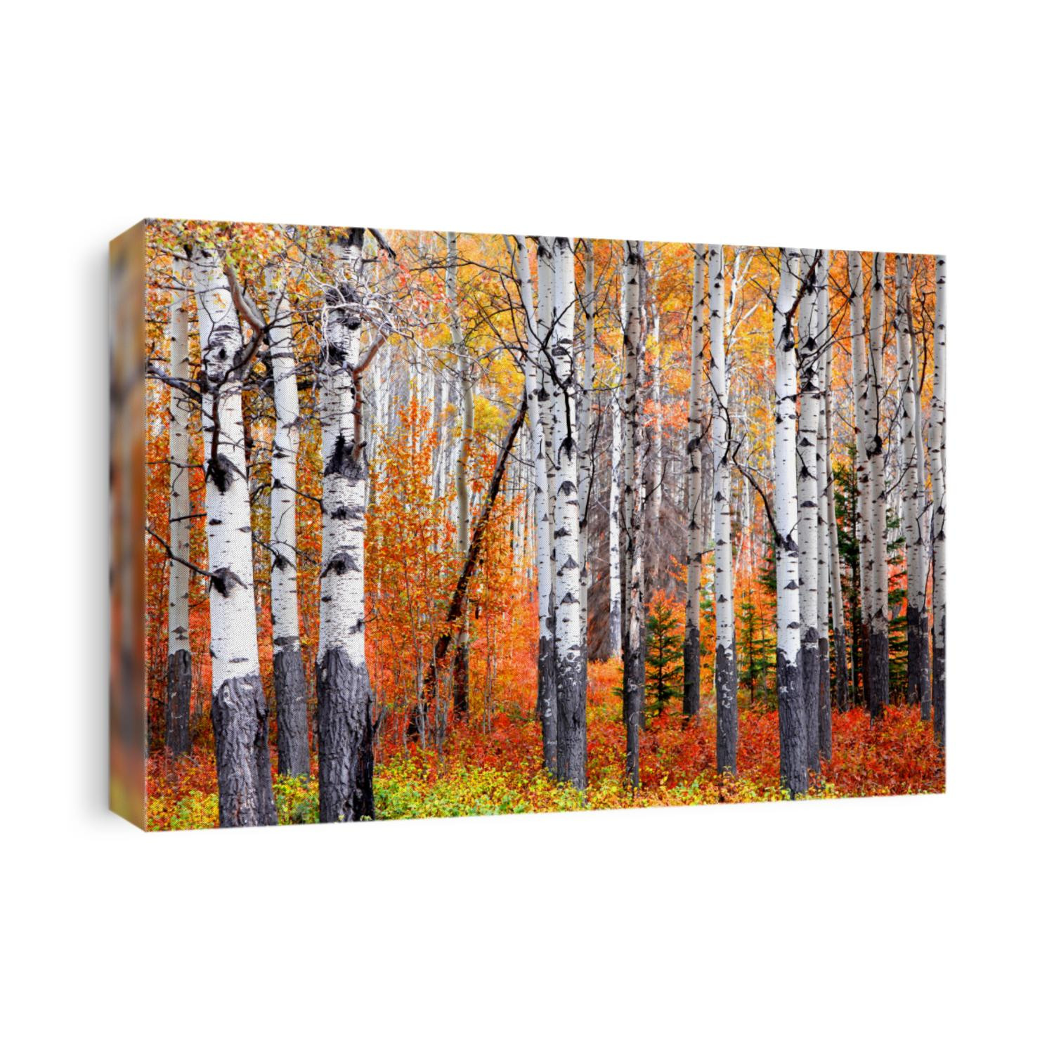 Aspen trees in Banff national park in autumn time
