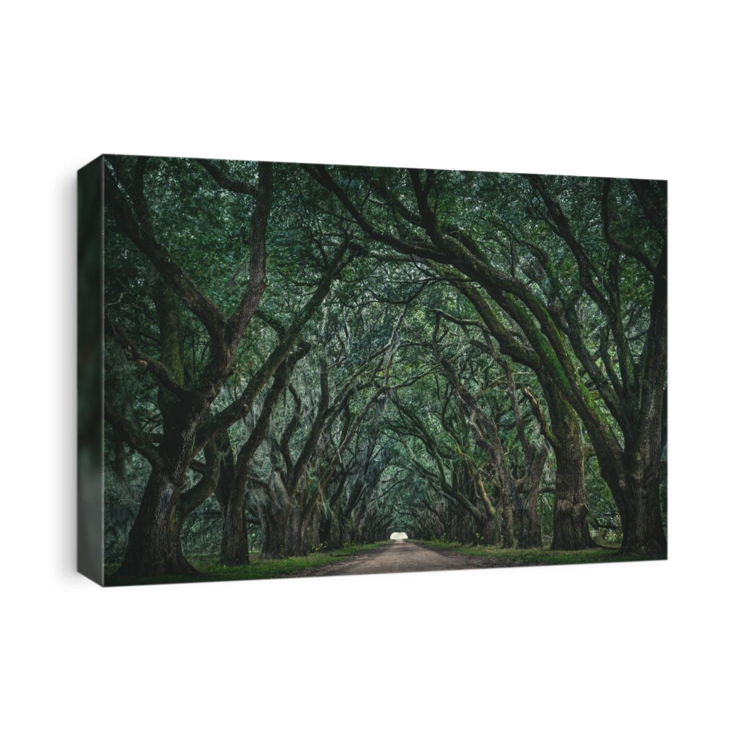 The legendary tree tunnel of the Evergreen Plantation in Vacherie, Louisiana. These beautiful spanish oak trees have been featured in multiple movies and television shows.