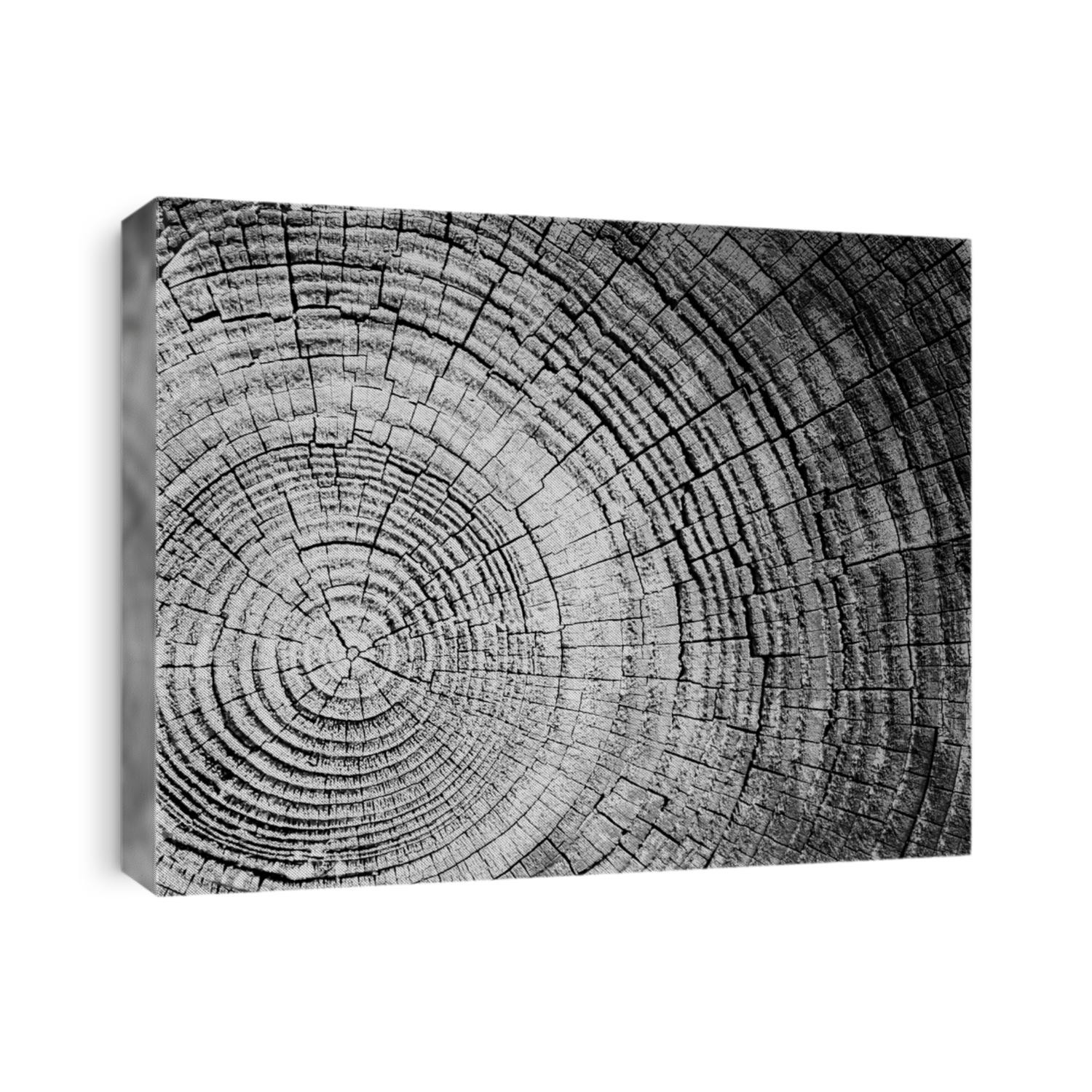 Black and white wooden oak tree cut surface. Detailed warm dark brown and orange tones of a felled tree trunk or stump. Rough organic texture of tree rings with close up of end grain.