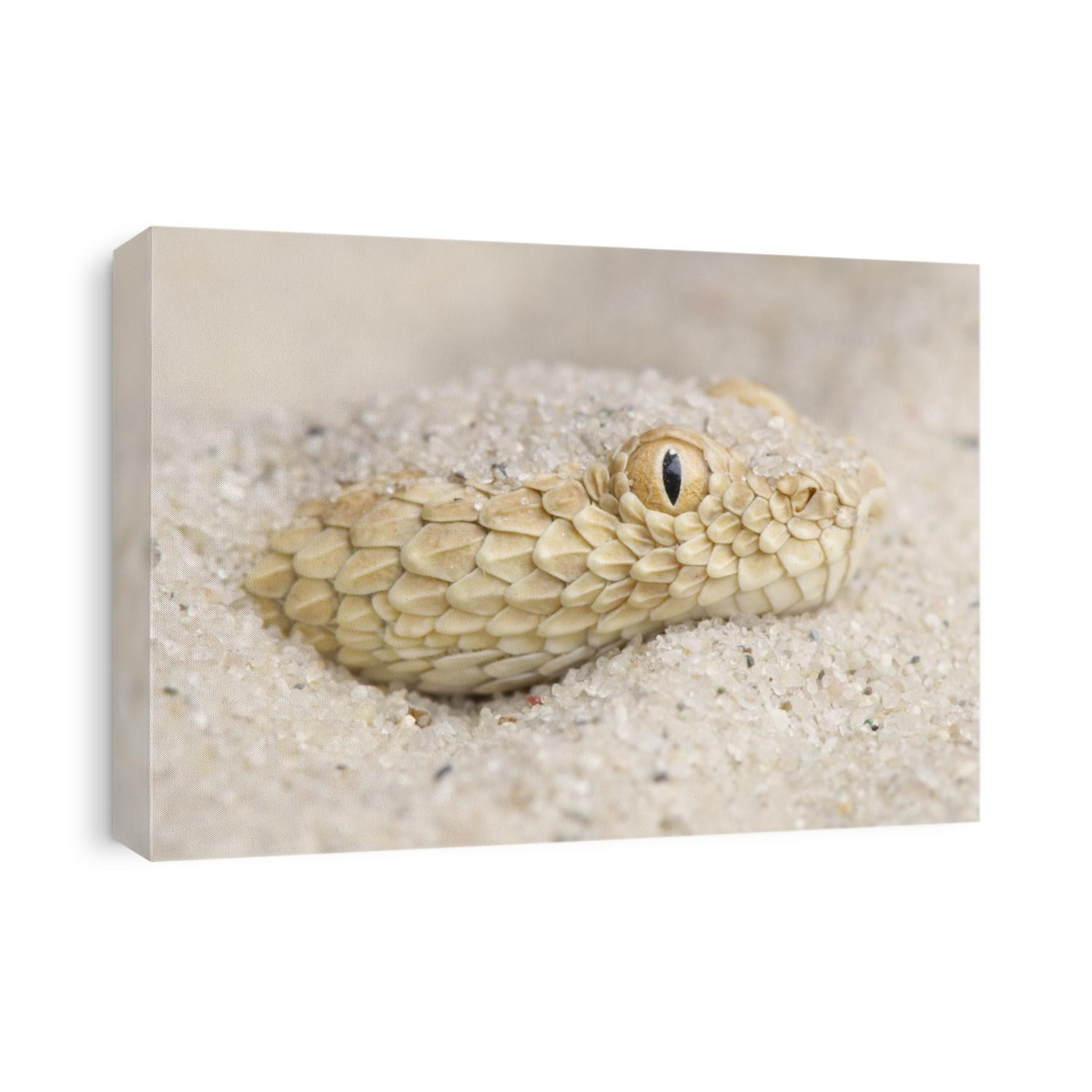 Saharan sand viper / Cerastes vipera