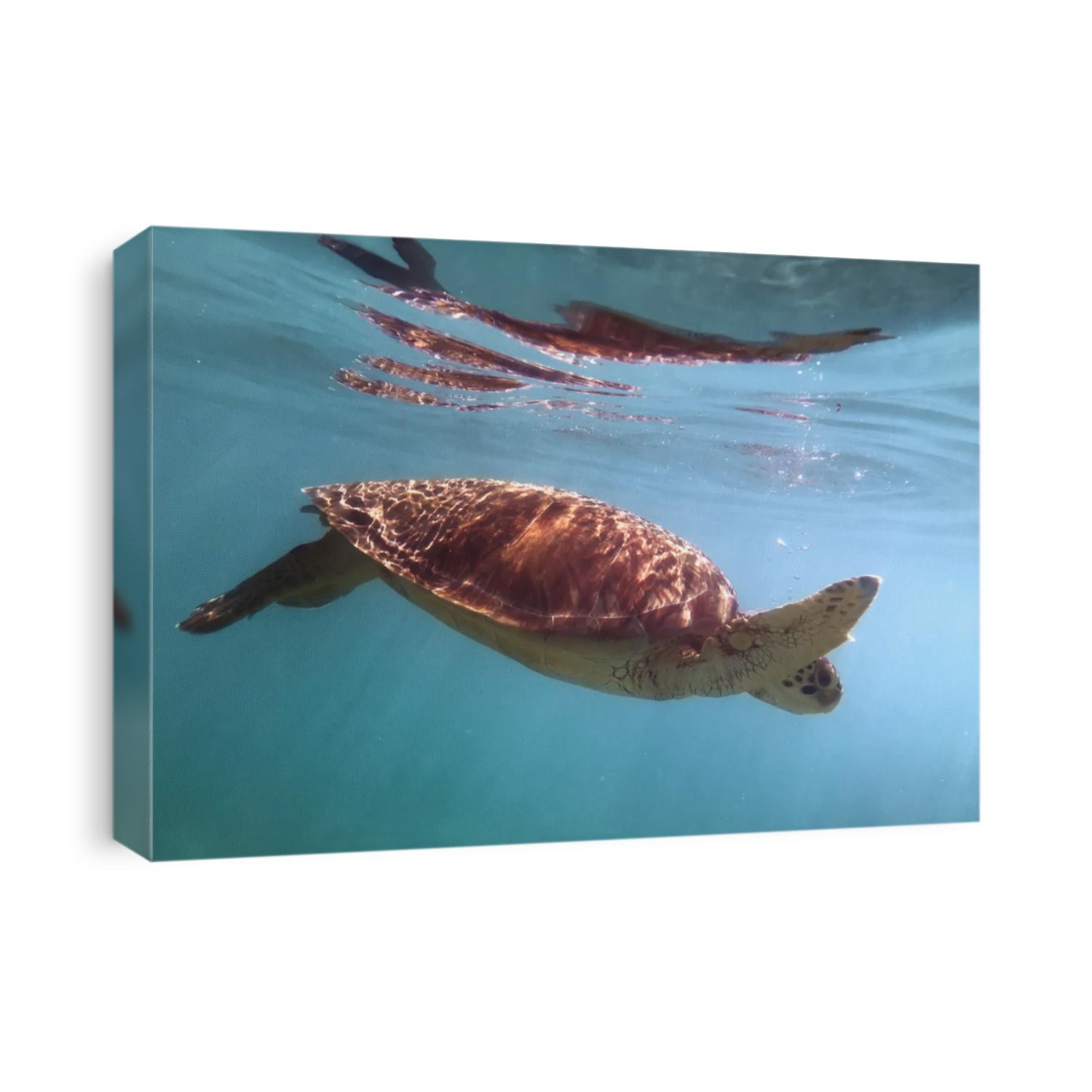 critically endangered species Eretmochelys imbricata hawksbill sea turtle swimming in turquoise water, petite terre, guadeloupe, french west indies.