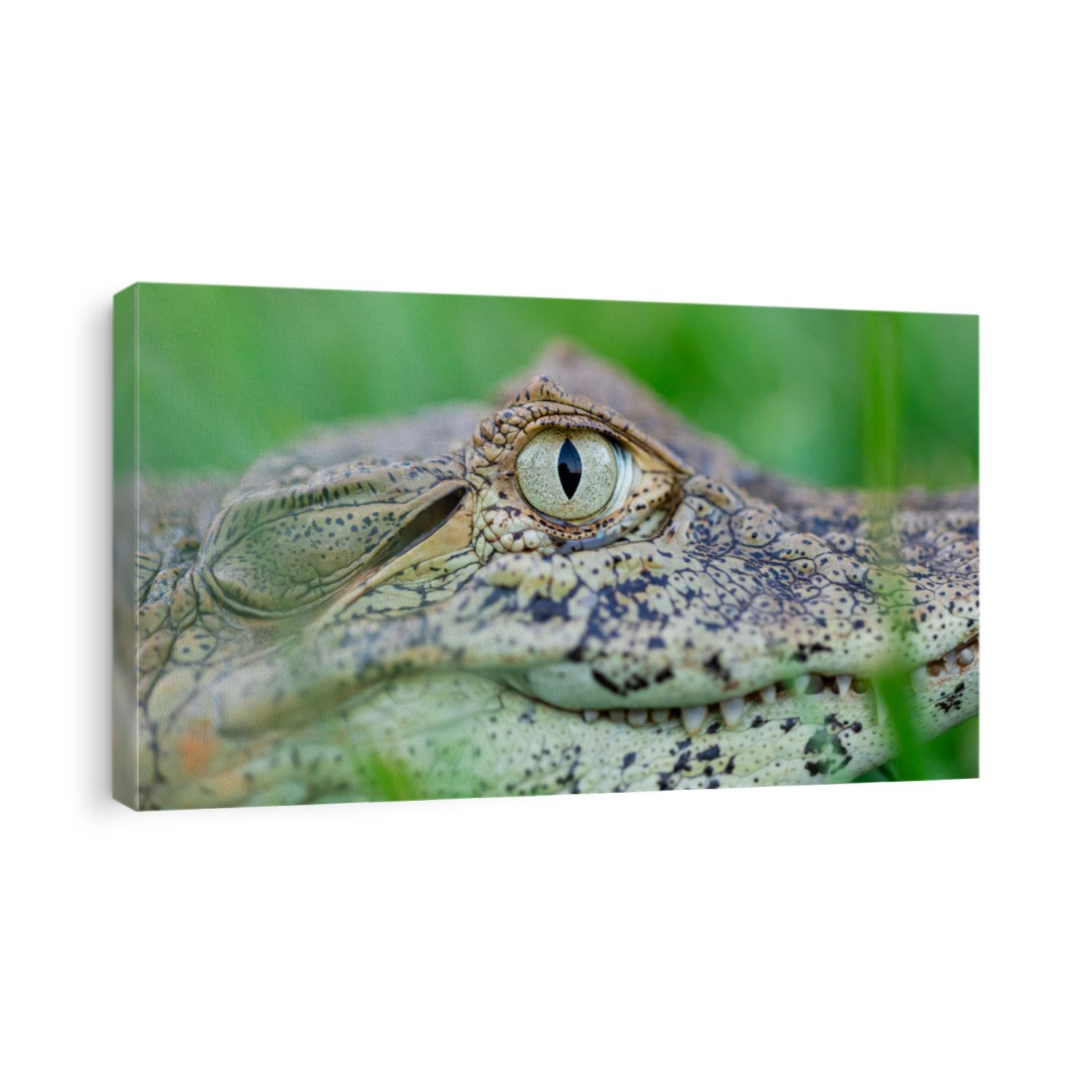 Close up on the yellow crop alligator (Caiman latirostris)
