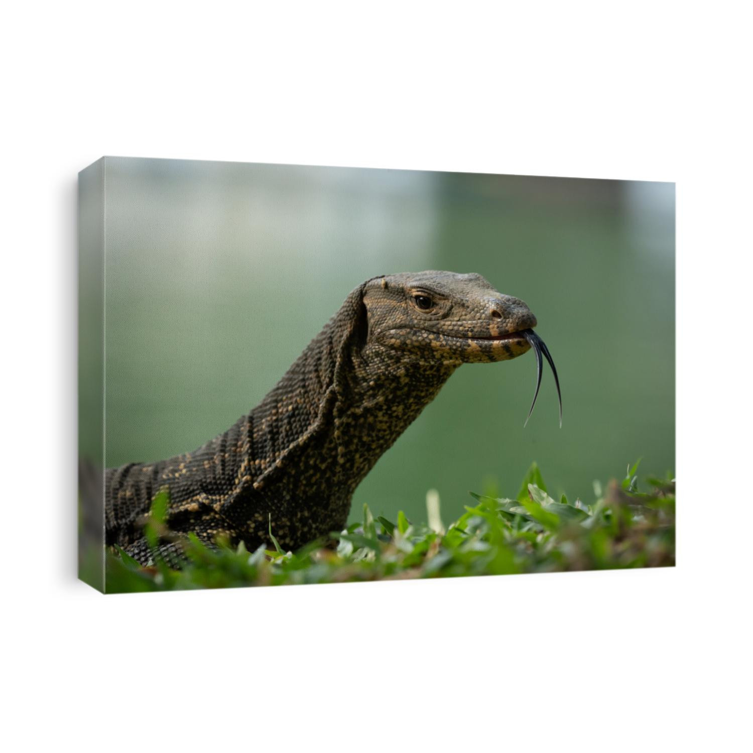 Monitor Lizard in Lumphini Park, Bangkok, Thailand. Monitor Lizard Hunting. Monitor Lizard Portrait.