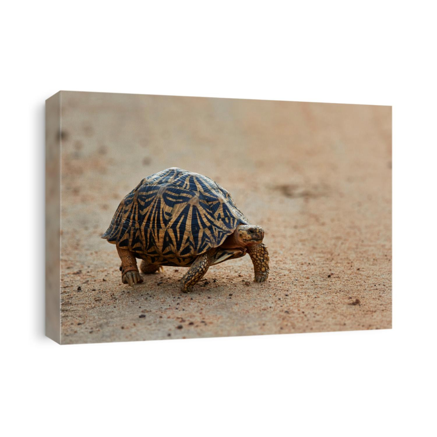 Star turtle is going a long trip lonly.