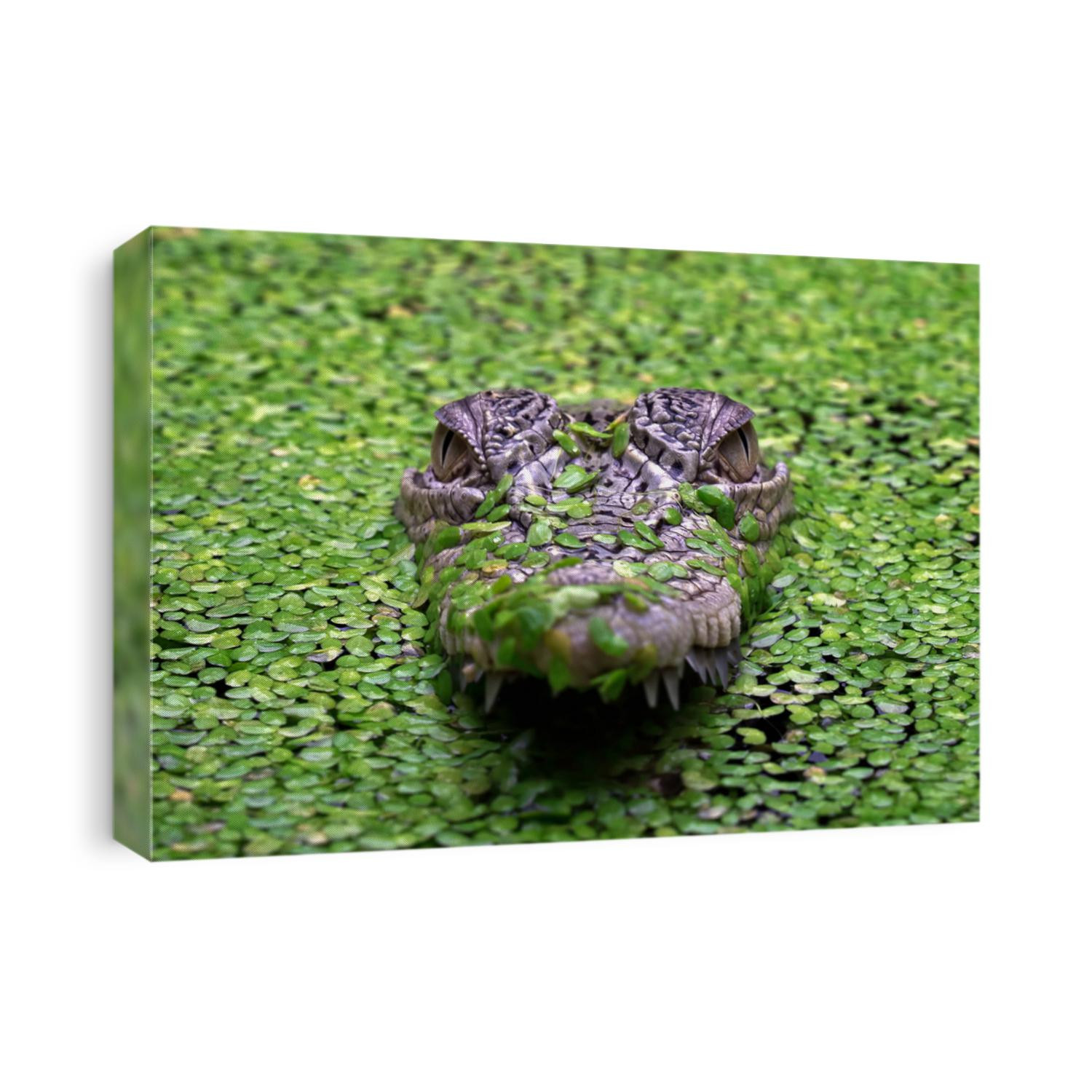 The Saltwater Crocodile (Crocodylus porosus) is a crocodilian native to saltwater habitats and brackish wetlands from India's east coast across to Southeast Asia.