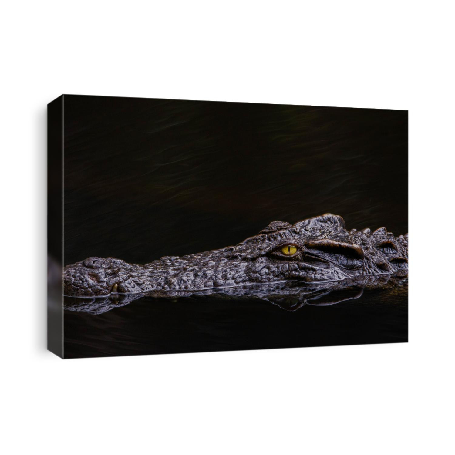 crocodile swiming at lamtaklong this capture from natural source 