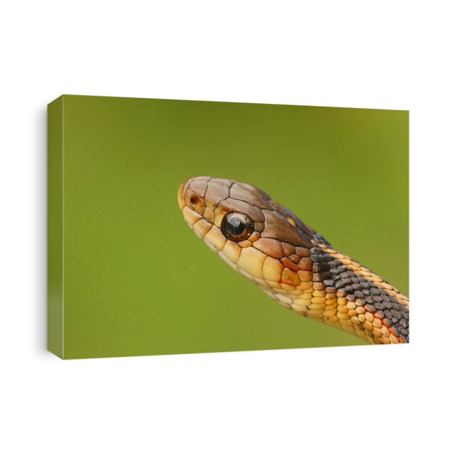 Close up of the head of a Thamnophis sirtalis ,.Common Garter Snake, on a green background from Northern California