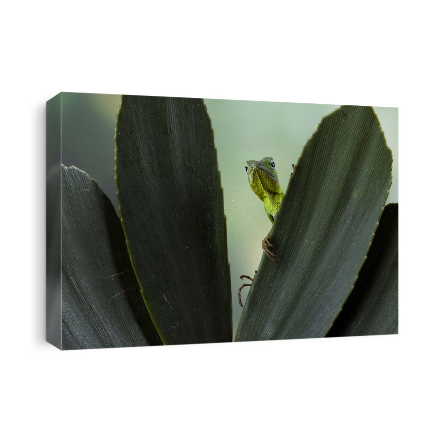 Baby green Jubata lizard camouflage on green leaves, Cute baby green lizard on leaves