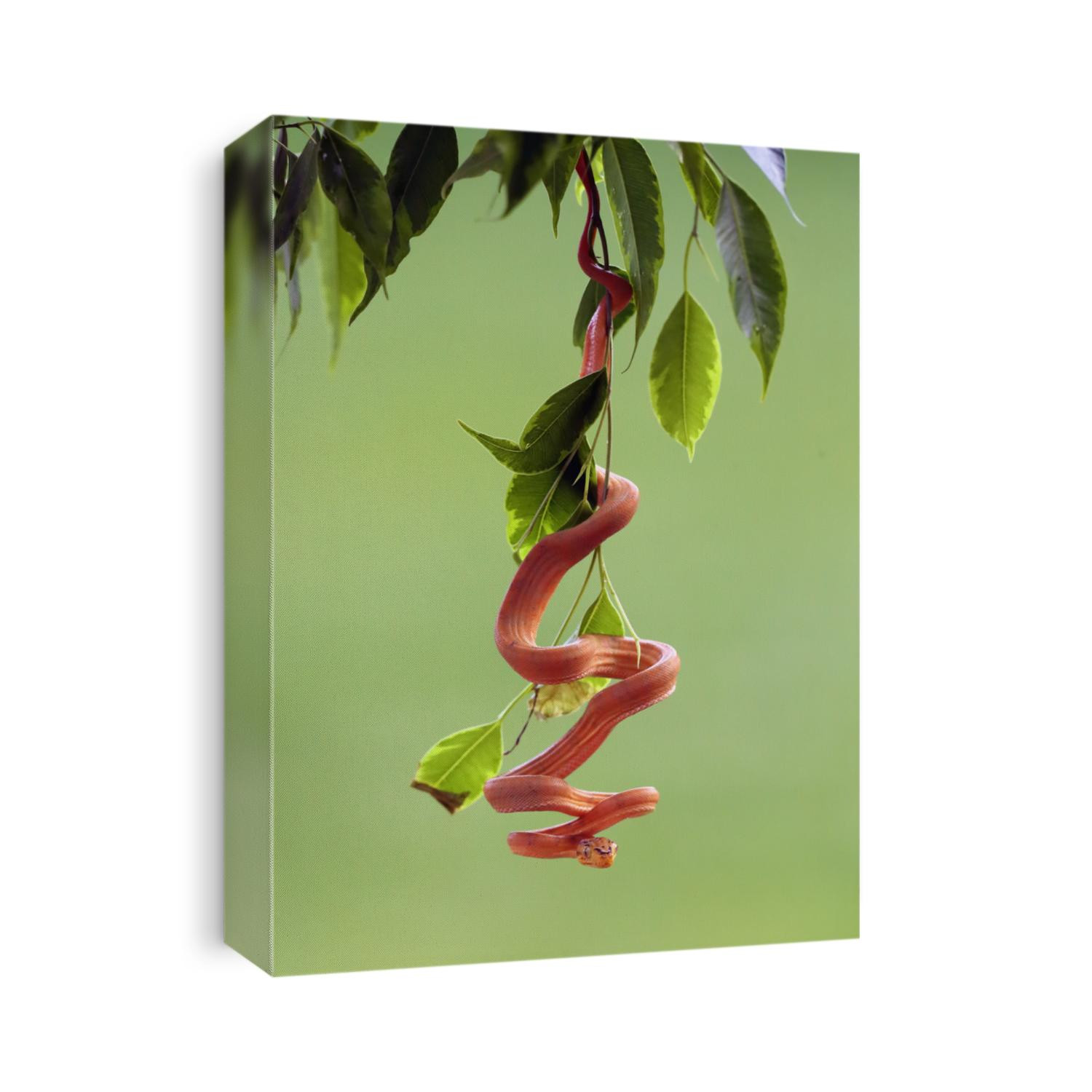Corallus hortulana or Corallus enydris, a young snake on a tree with a green background. Young boa snake on a branch.Tree boa on a green branch.Colorful tree snake on a green background.