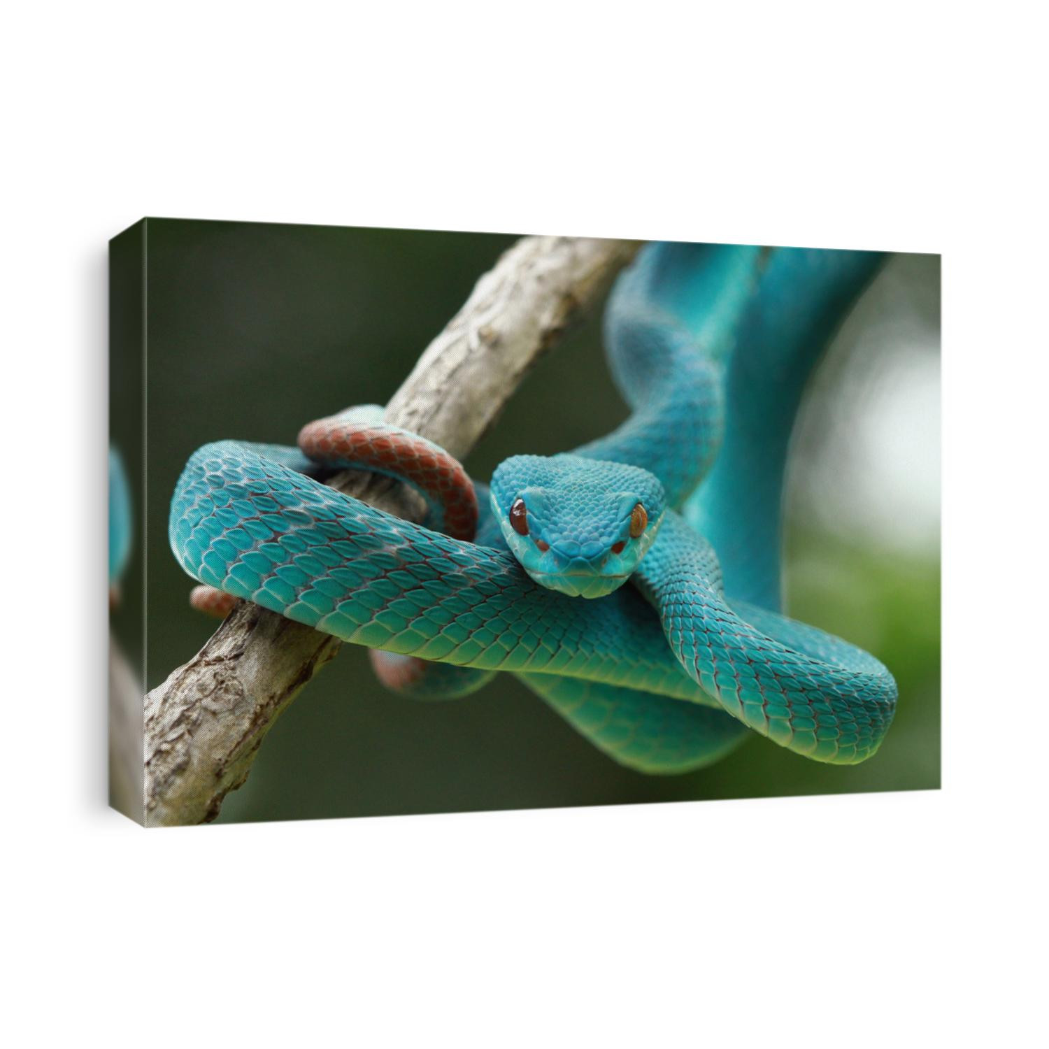 Blue viper snake closeup on branch,blue insularis,Trimeresurus Insularis