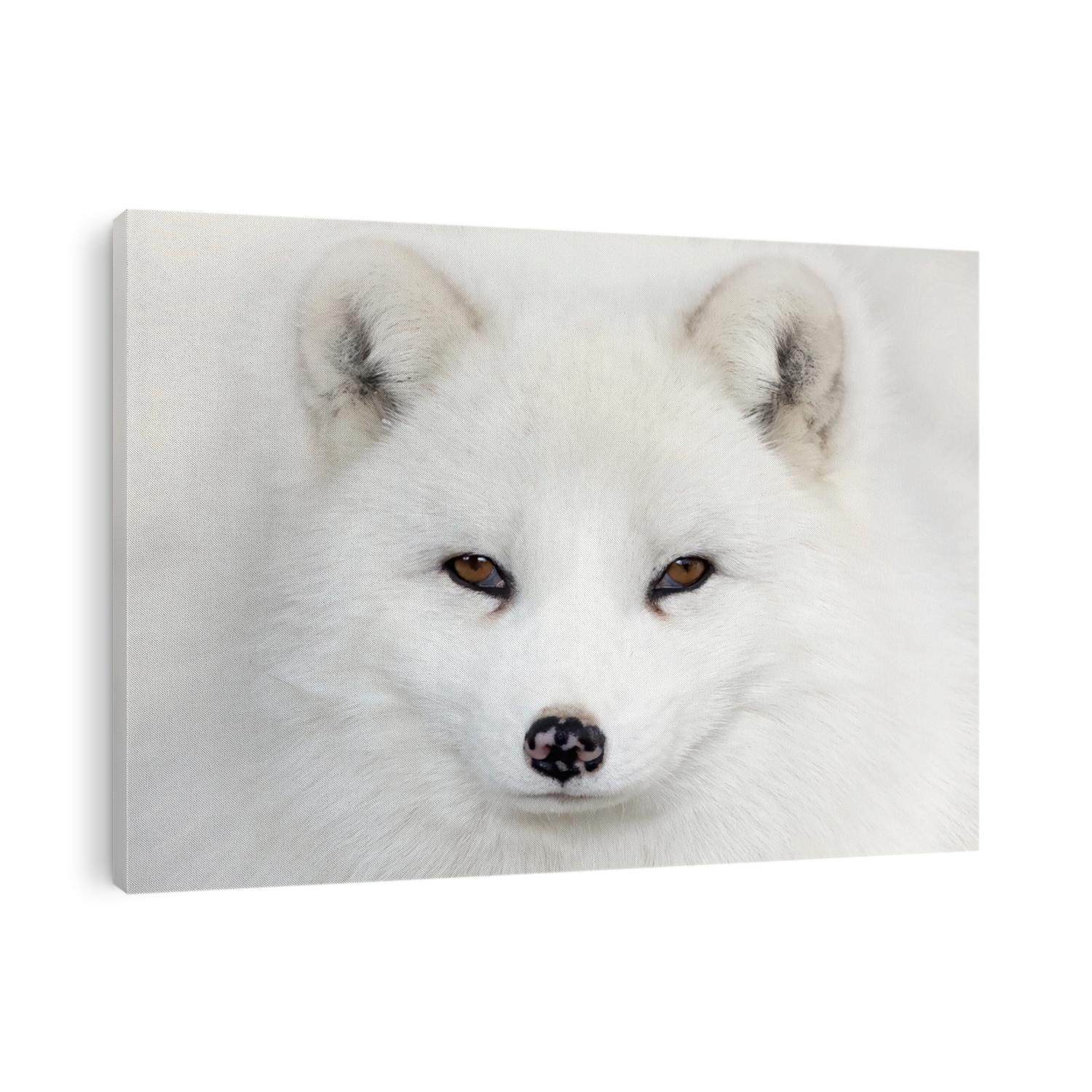 Arctic fox Vulpes lagopus portrait isolated on white background with black nose closeup looking at the camera in a Canadian winter
