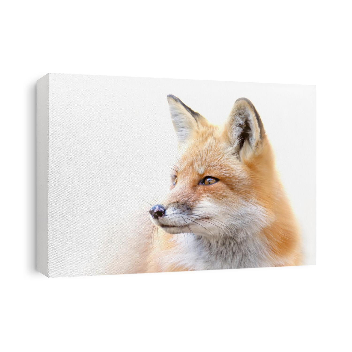 Red fox (Vulpes vulpes) portrait high-key closeup in Algonquin Park, Canada