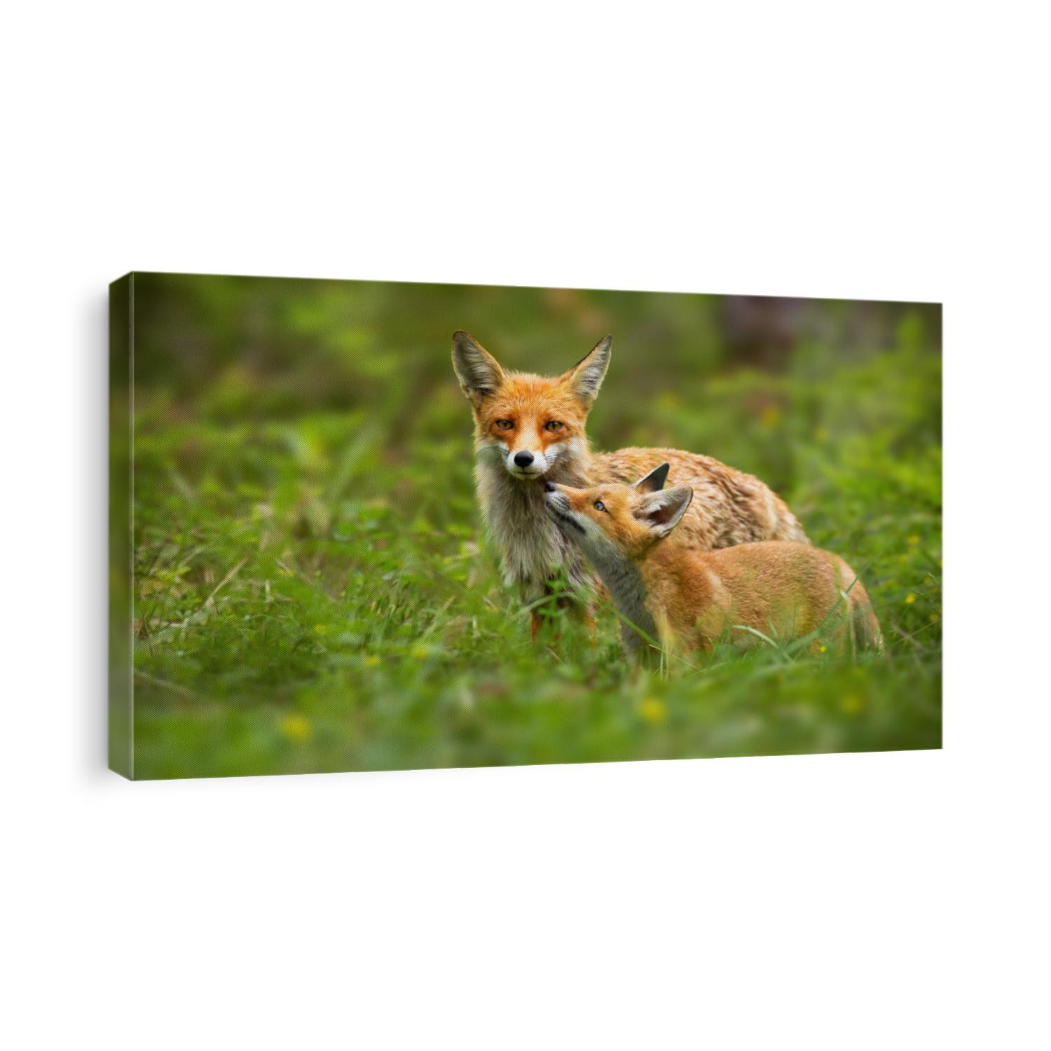 Family of red fox, vulpes vulpes, mother and young cub touching with noses in green summer nature. Close interaction between female adult mammal and her offspring. Animal wildlife.
