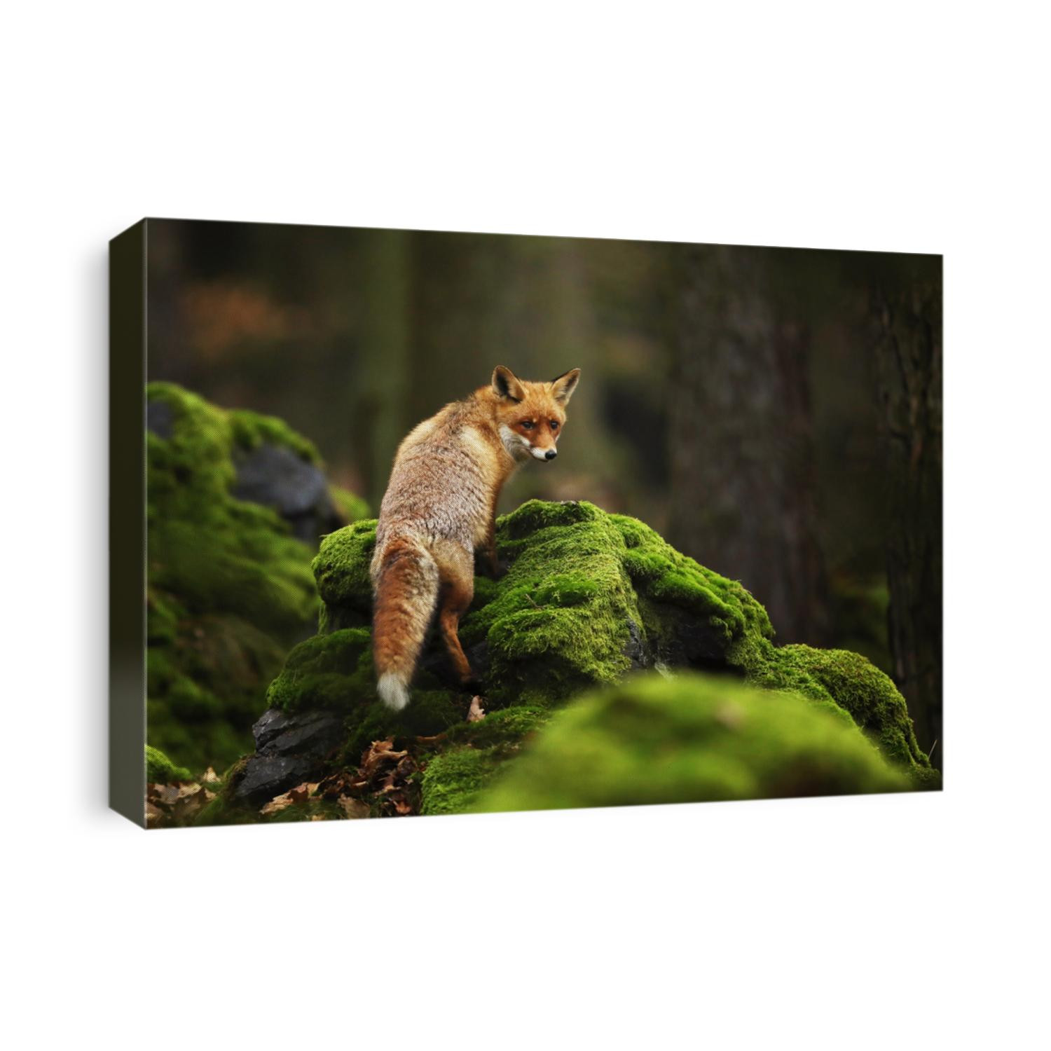 Red Fox, Vulpes vulpes in spring forest. Beautiful animal in the nature habitat. Wildlife scene from the wild nature.