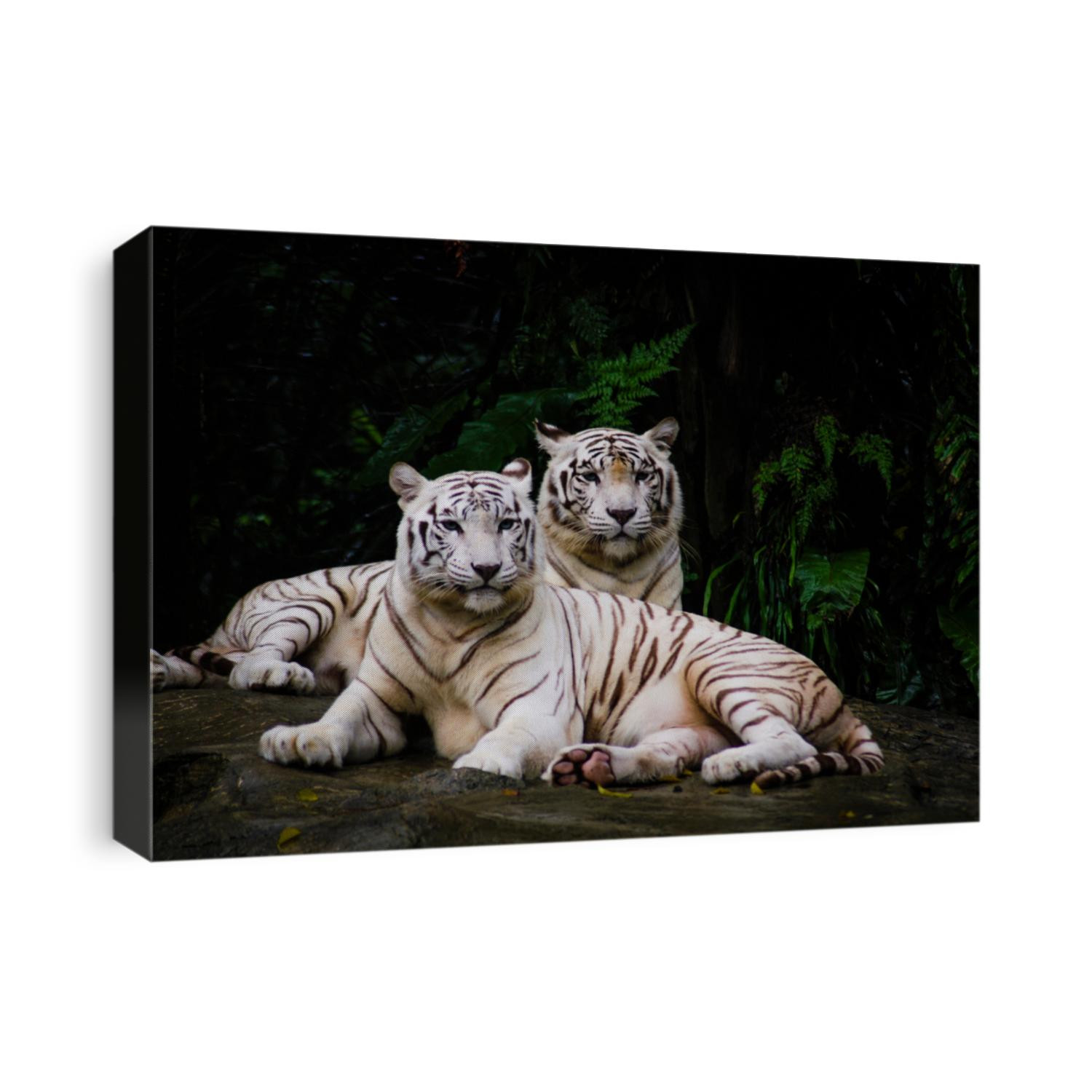 A pair of white tiger resting side by side. White tiger or bleached tiger is a pigmentation variant of the Bengal tiger, which is reported in the wild from time to time in the Indian states.