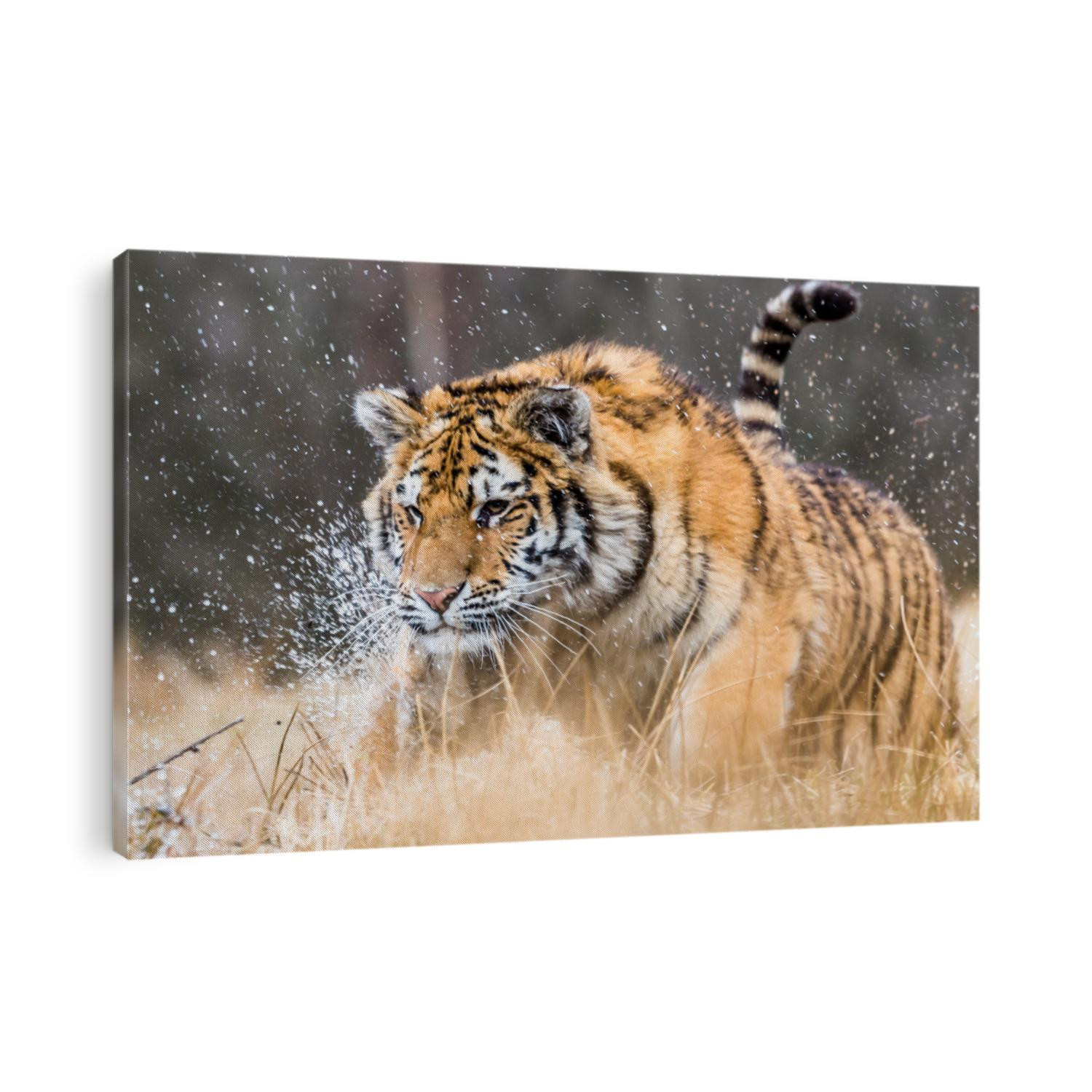 Siberian Tiger running. Beautiful, dynamic and powerful photo of this majestic animal. Set in environment typical for this amazing animal. Birches and meadows