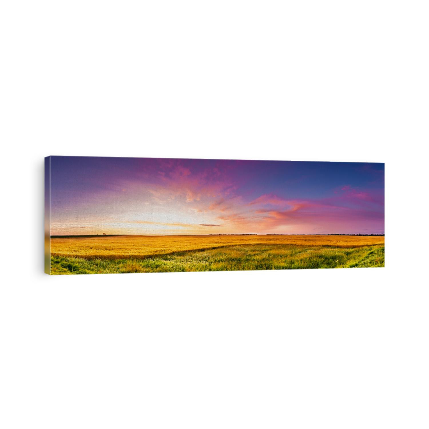Panoramic sunrise over a Dakota Wheat field with blue and Magenta sky green grass and golden wheat