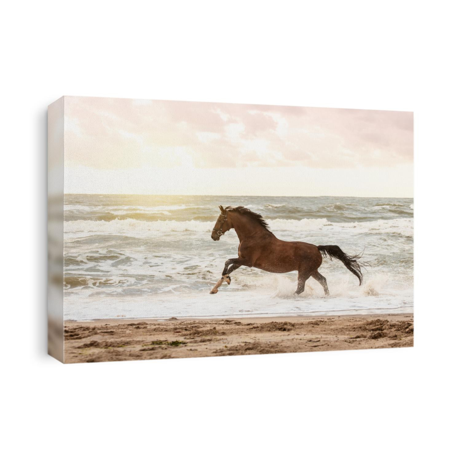 horse running in freedom at the beach 