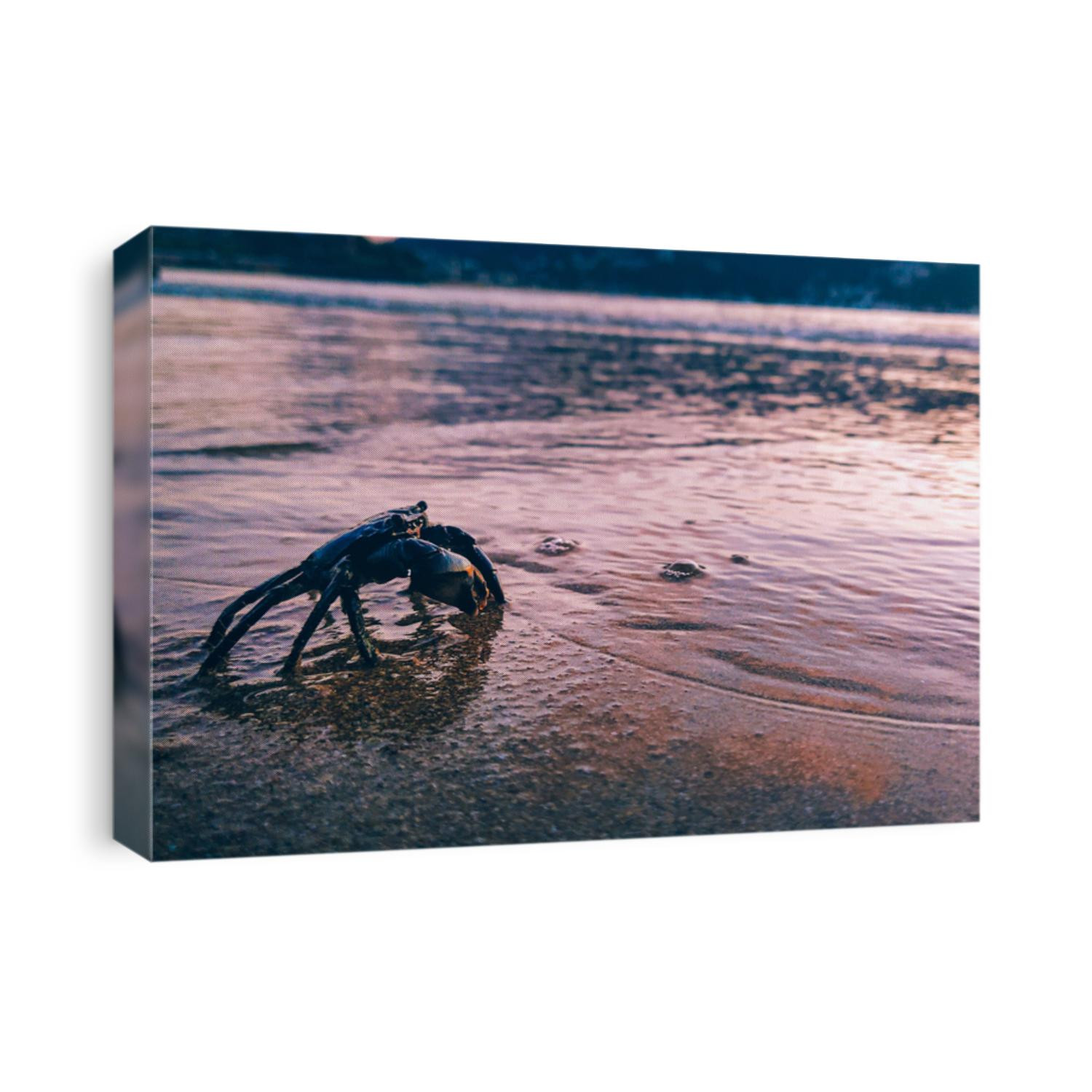 A closeup of a crab on the beach on the sunset