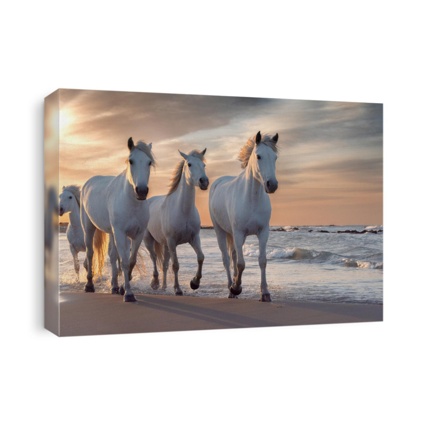 Herd of white horses running through the water. Image taken in Camargue, France.
