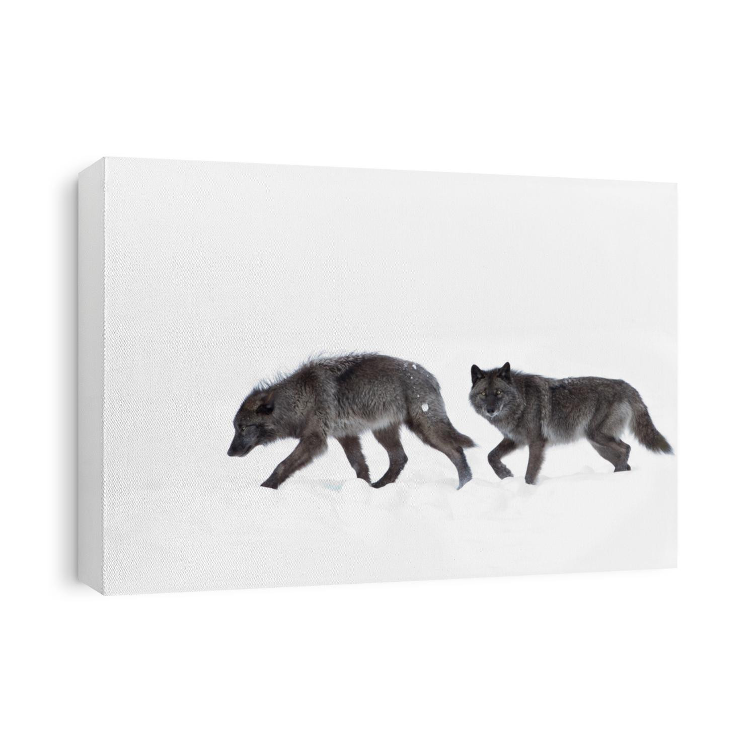 Two Black wolves isolated on white background walking in the winter snow in Canada