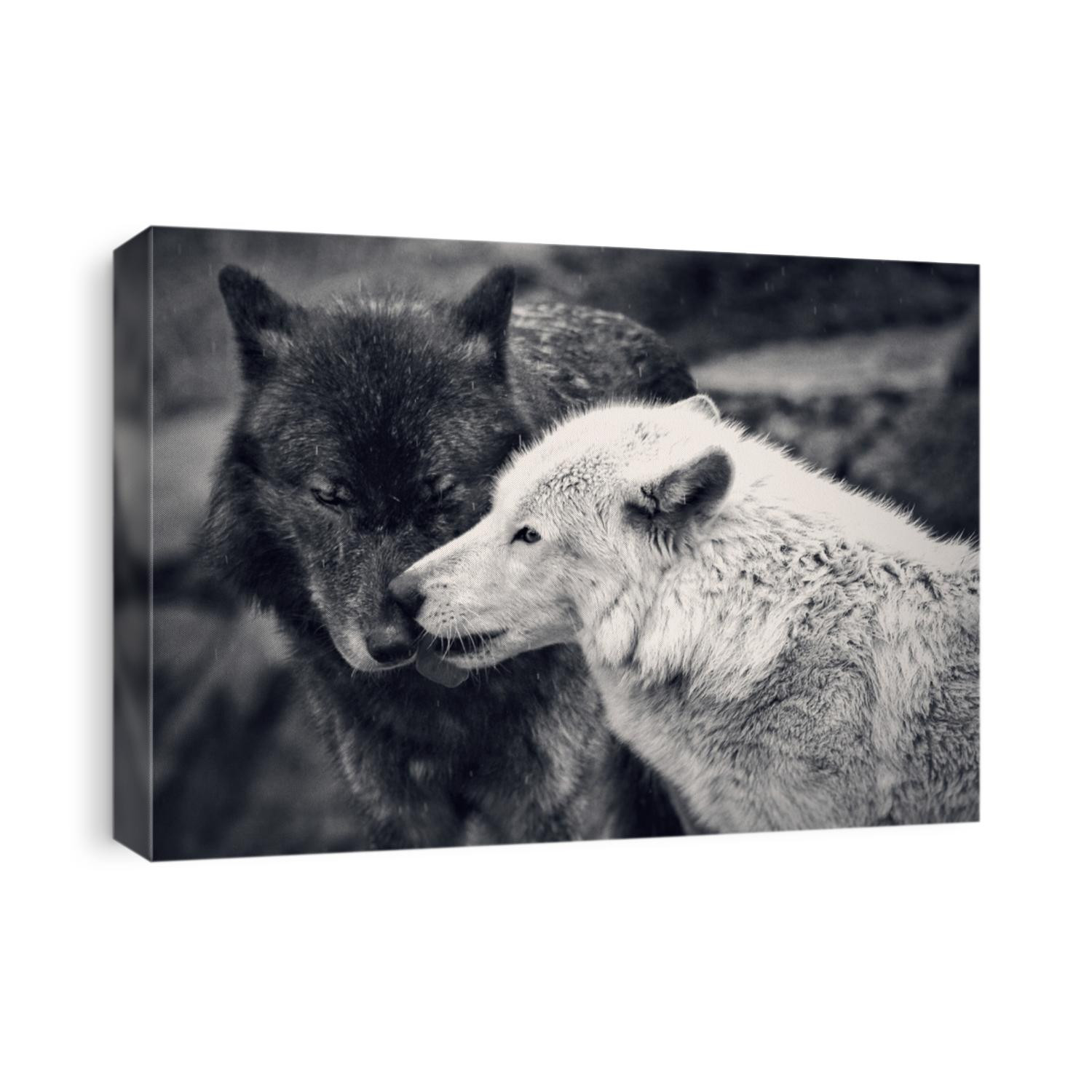 Two wolves in snow