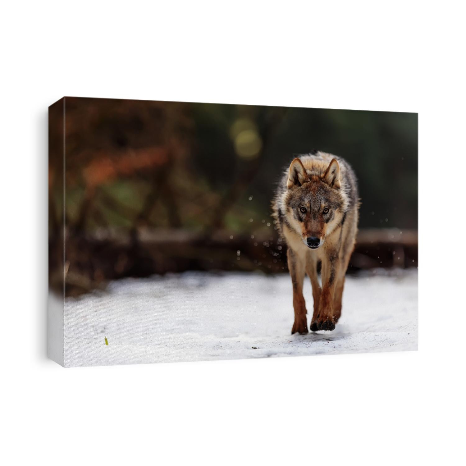 very dangerous and angry wolf