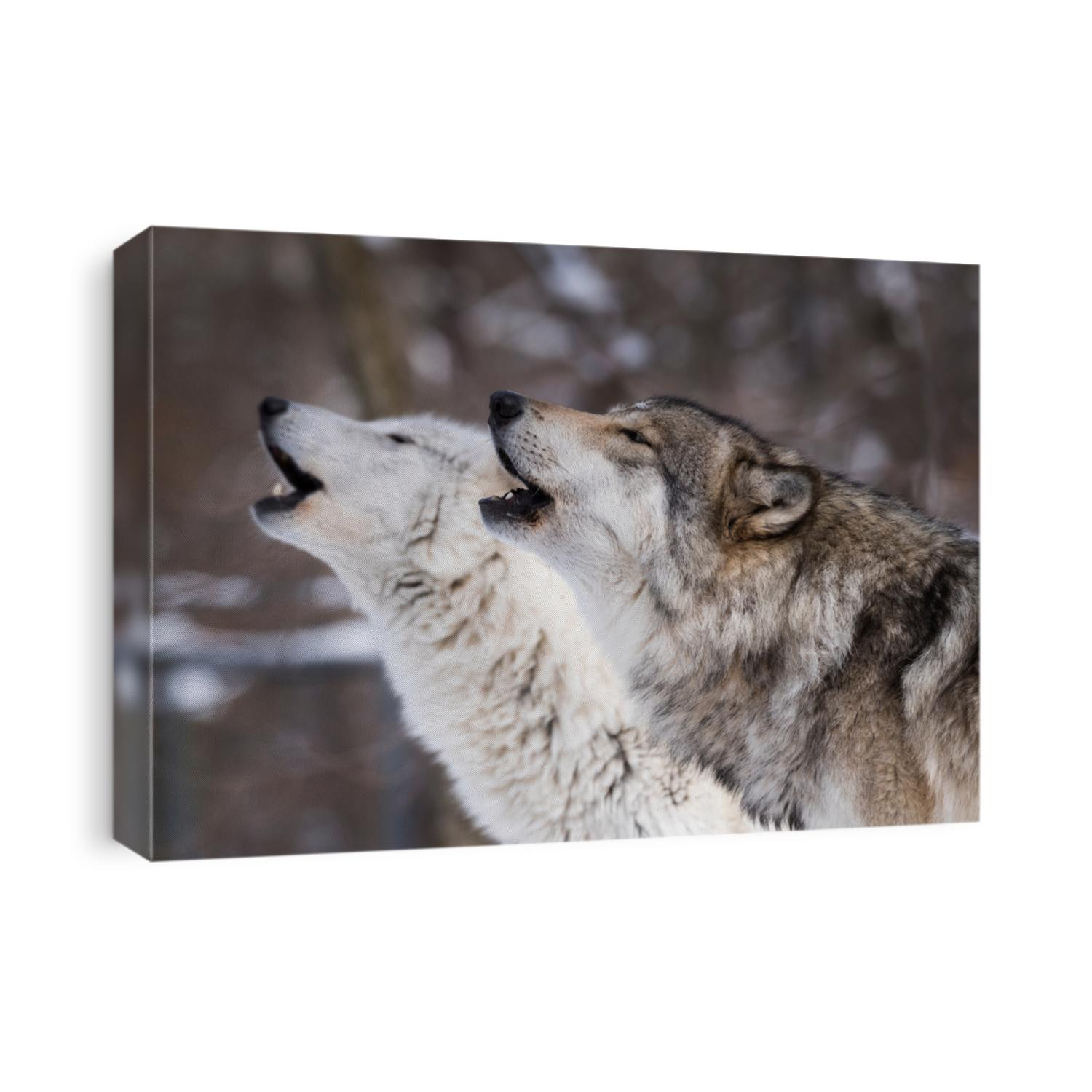 Howling wolves in winter