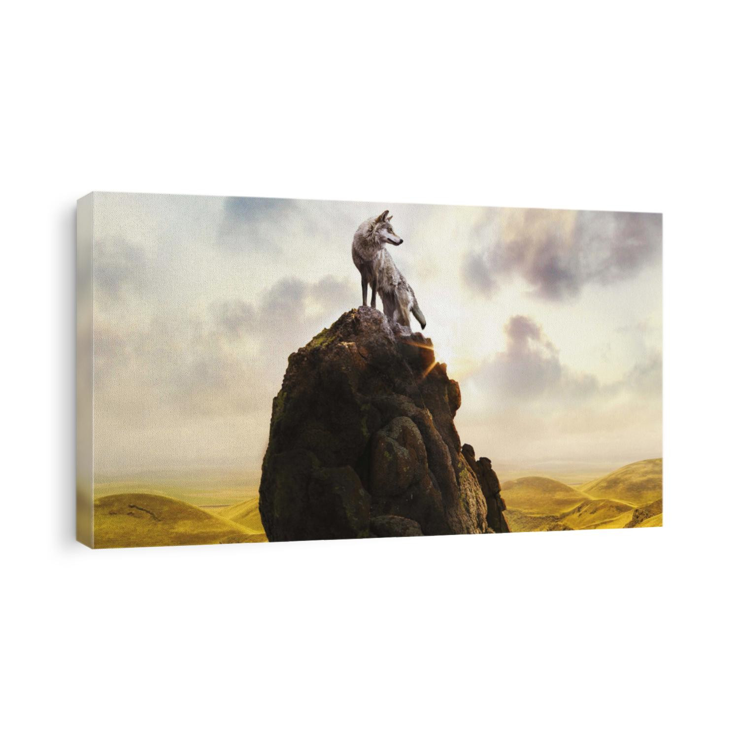Wolf climb montain, Lonely wolf on stones