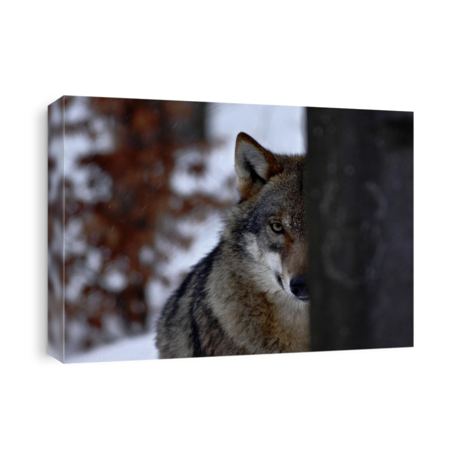 beautiful wolf in winter, wolf in snowy landscape, attractive winter scene with wolf, beautiful winter landscape, wolf in forest, winter scenery with big predator