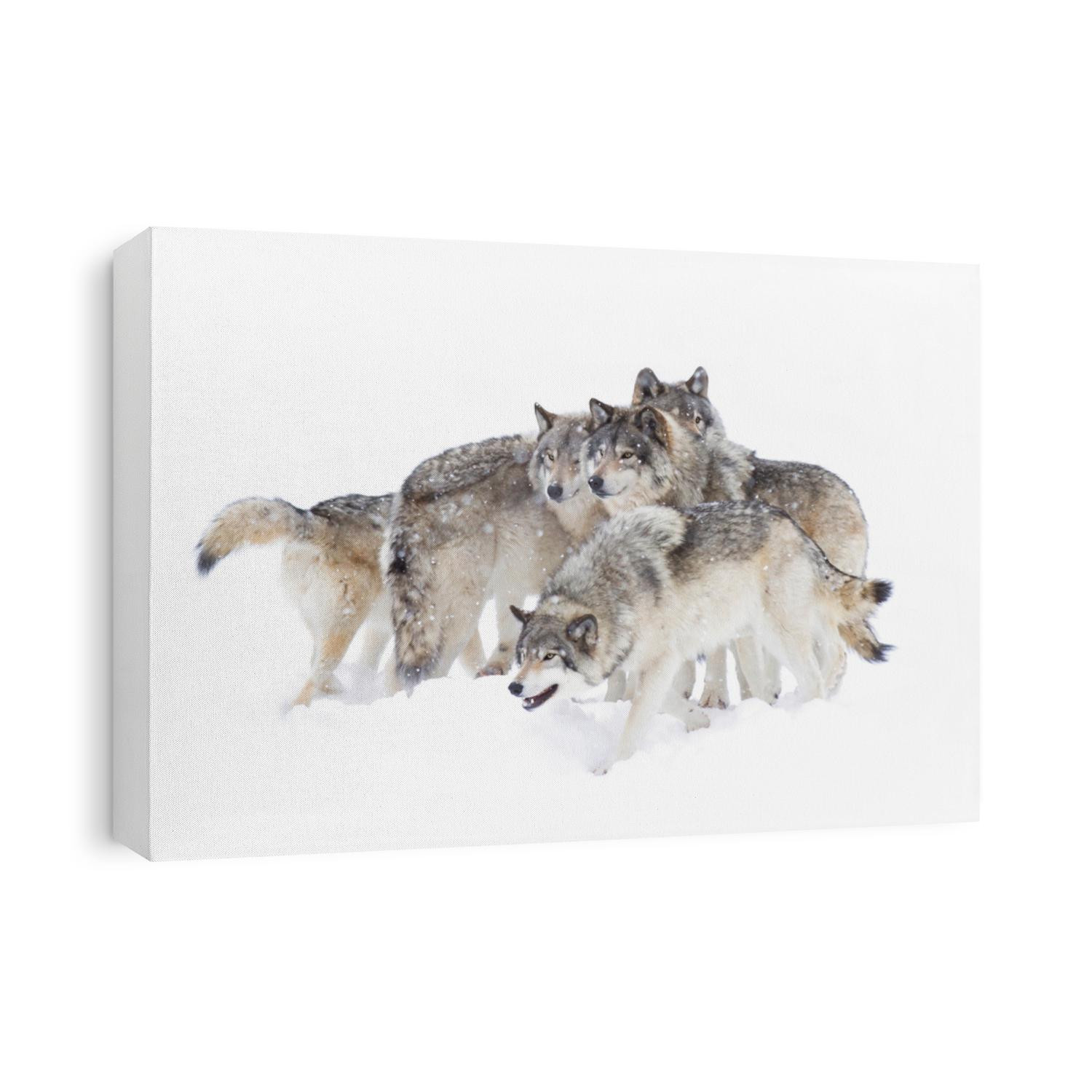Timber wolves or grey wolves Canis lupus, isolated on white background, timber wolf pack standing in the falling snow in Canada