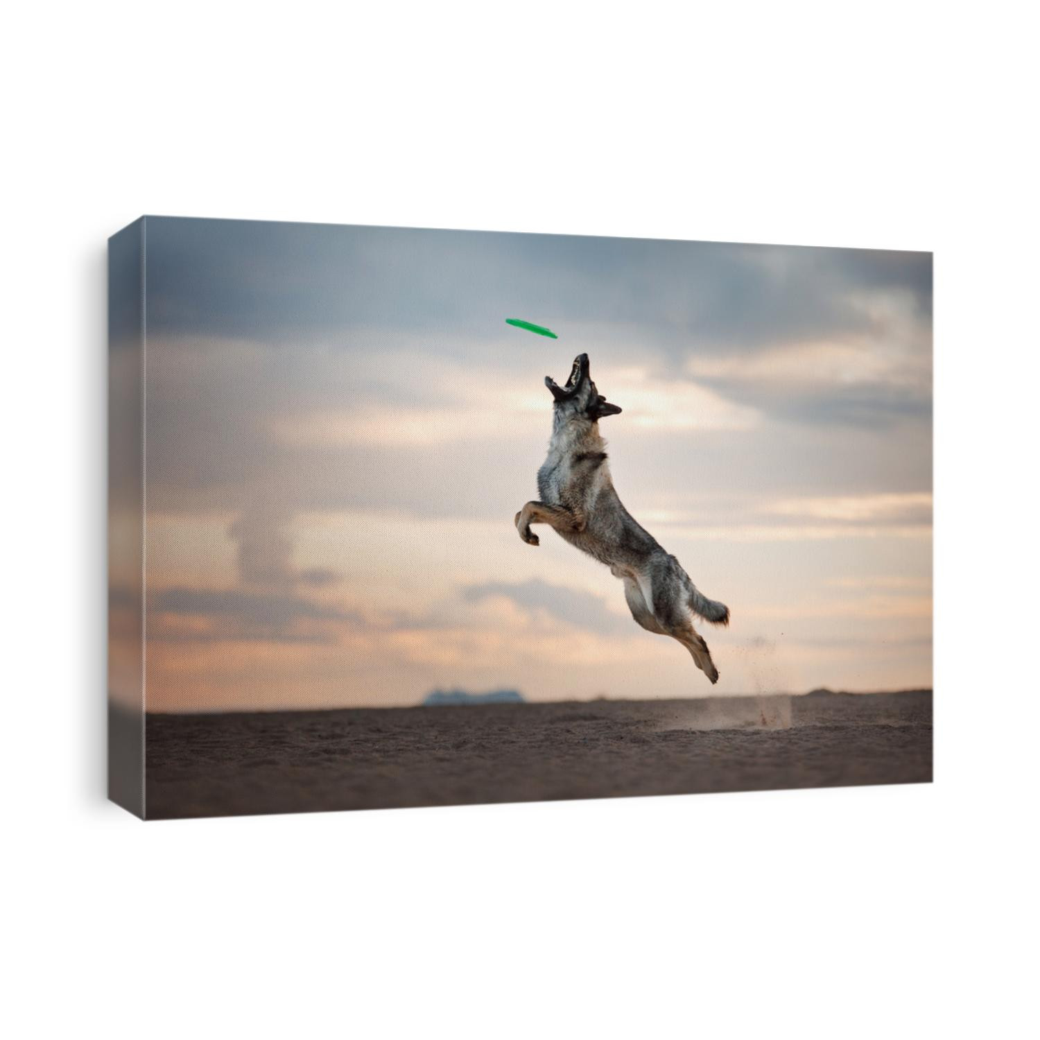 Dog catches the disc, game, active, flying on the beach