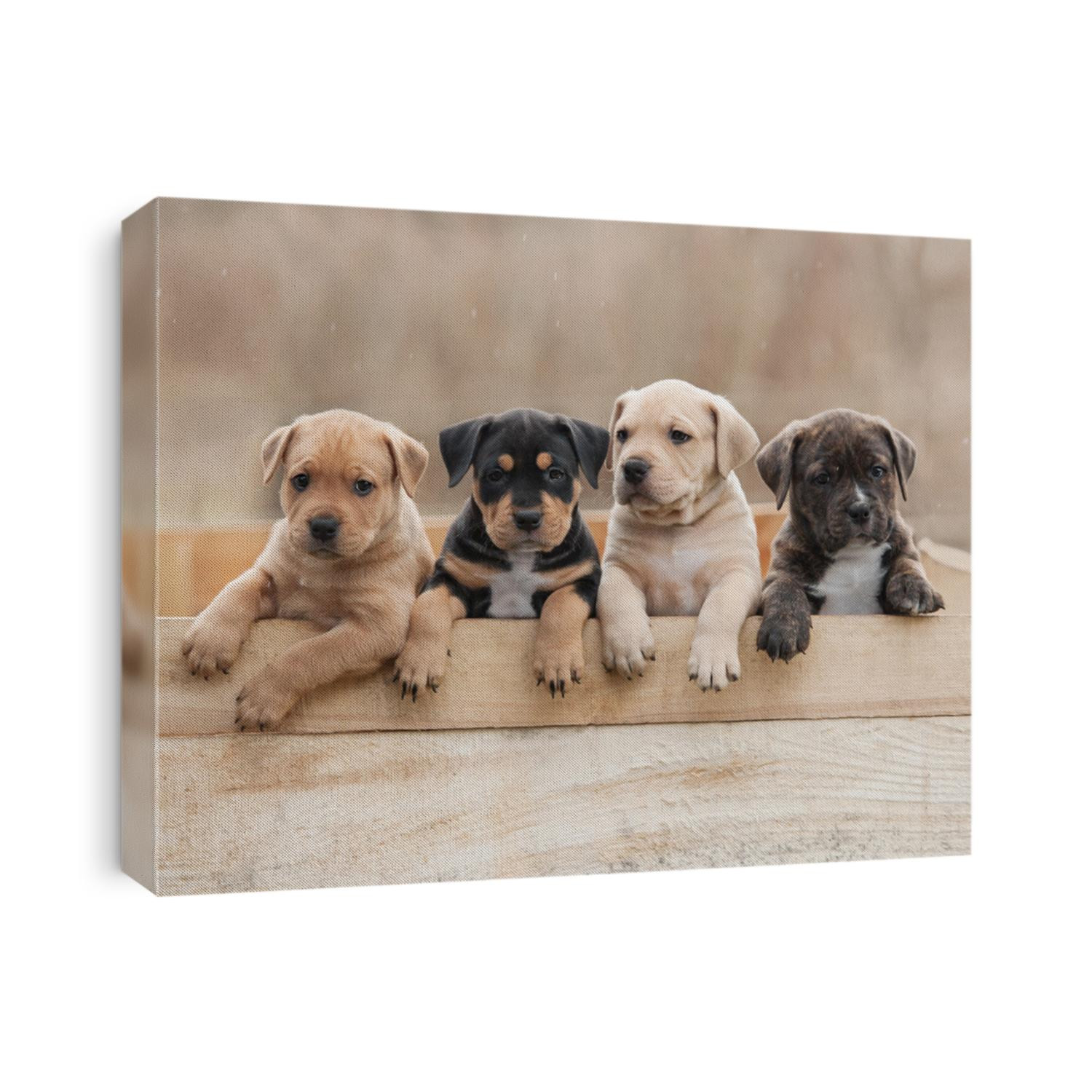 American staffordshire terrier puppies sitting in a box