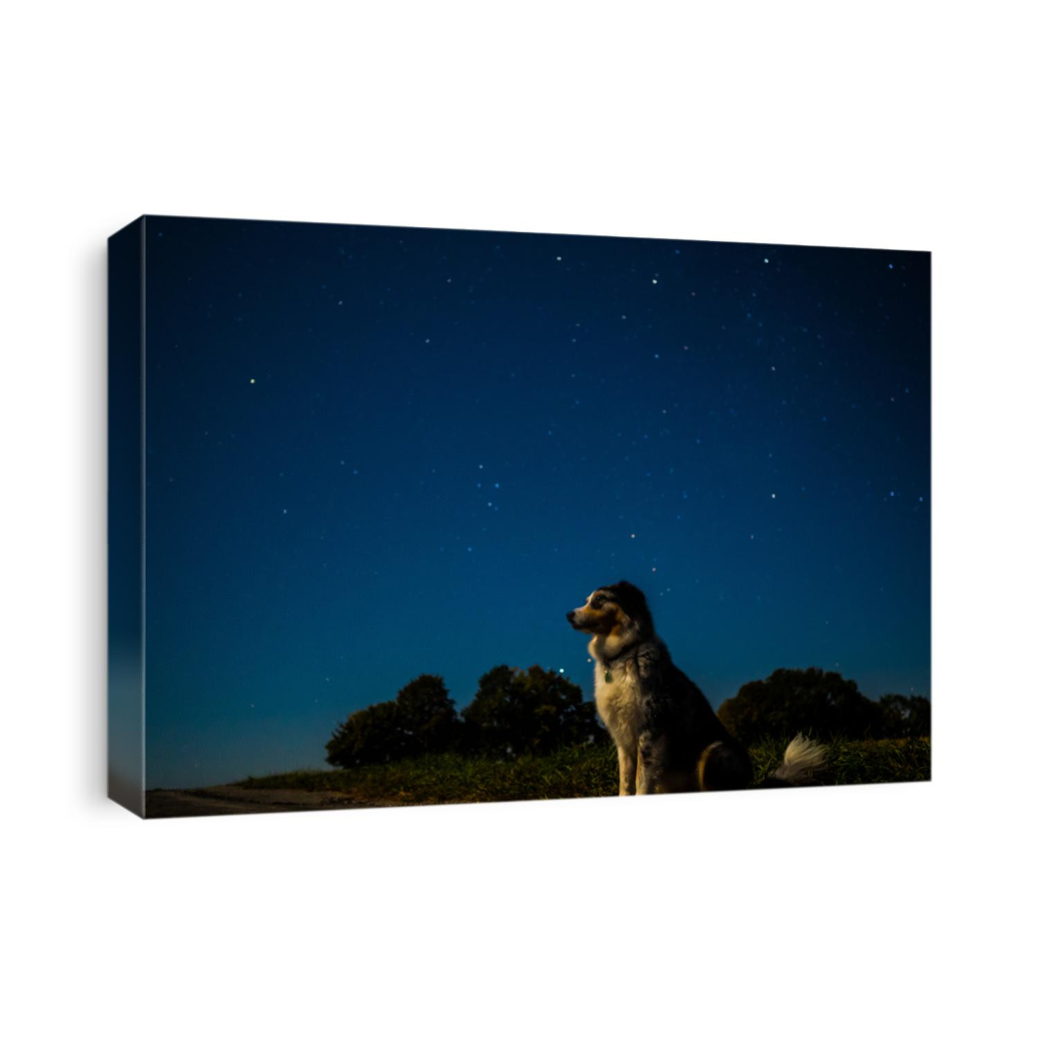 dog watching the clear sky at night