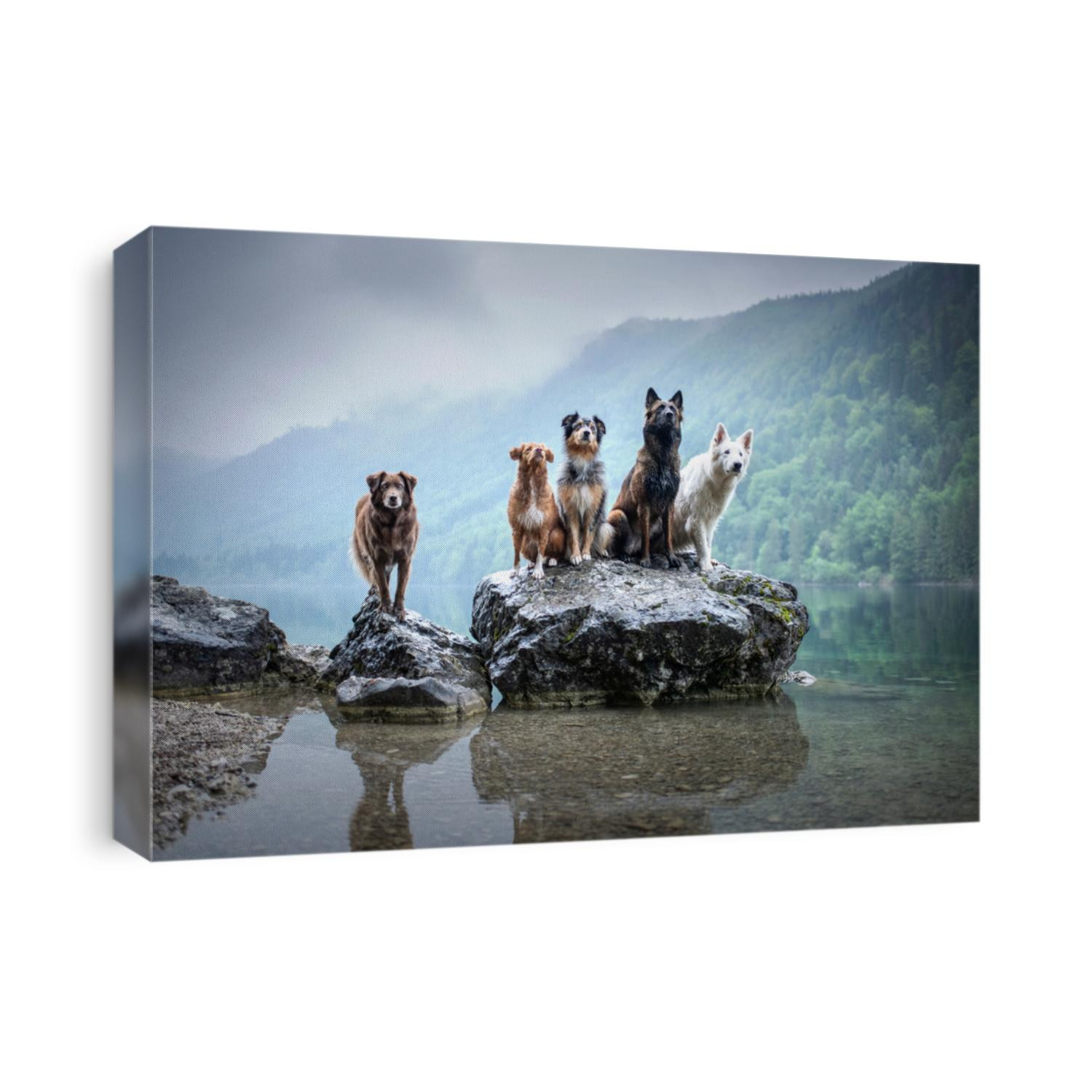 Five dogs are sitting on a rock in beautiful scenery. Friendship between dogs. Obedient dogs of different breeds.