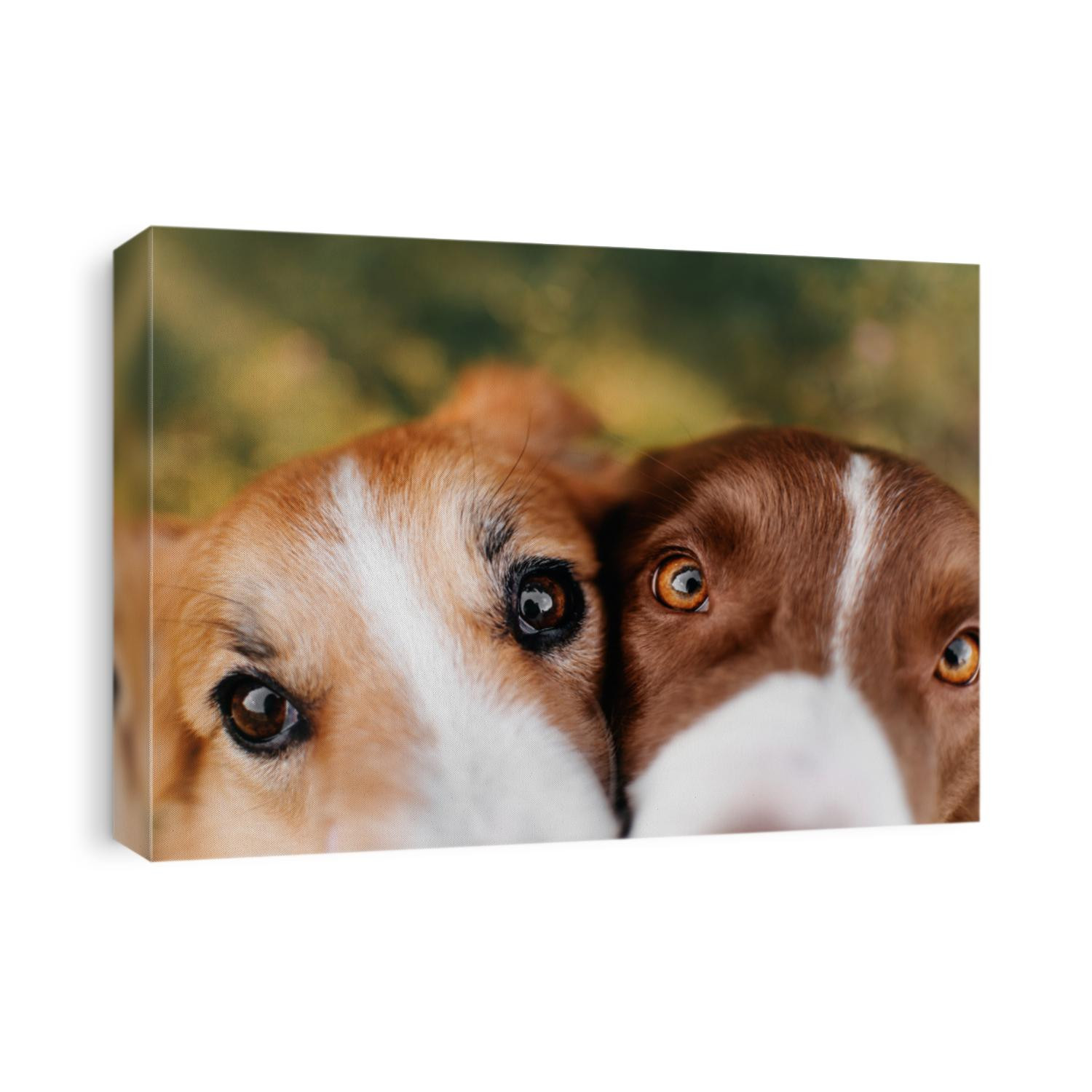 Two color border collie dog's heads next to each other
