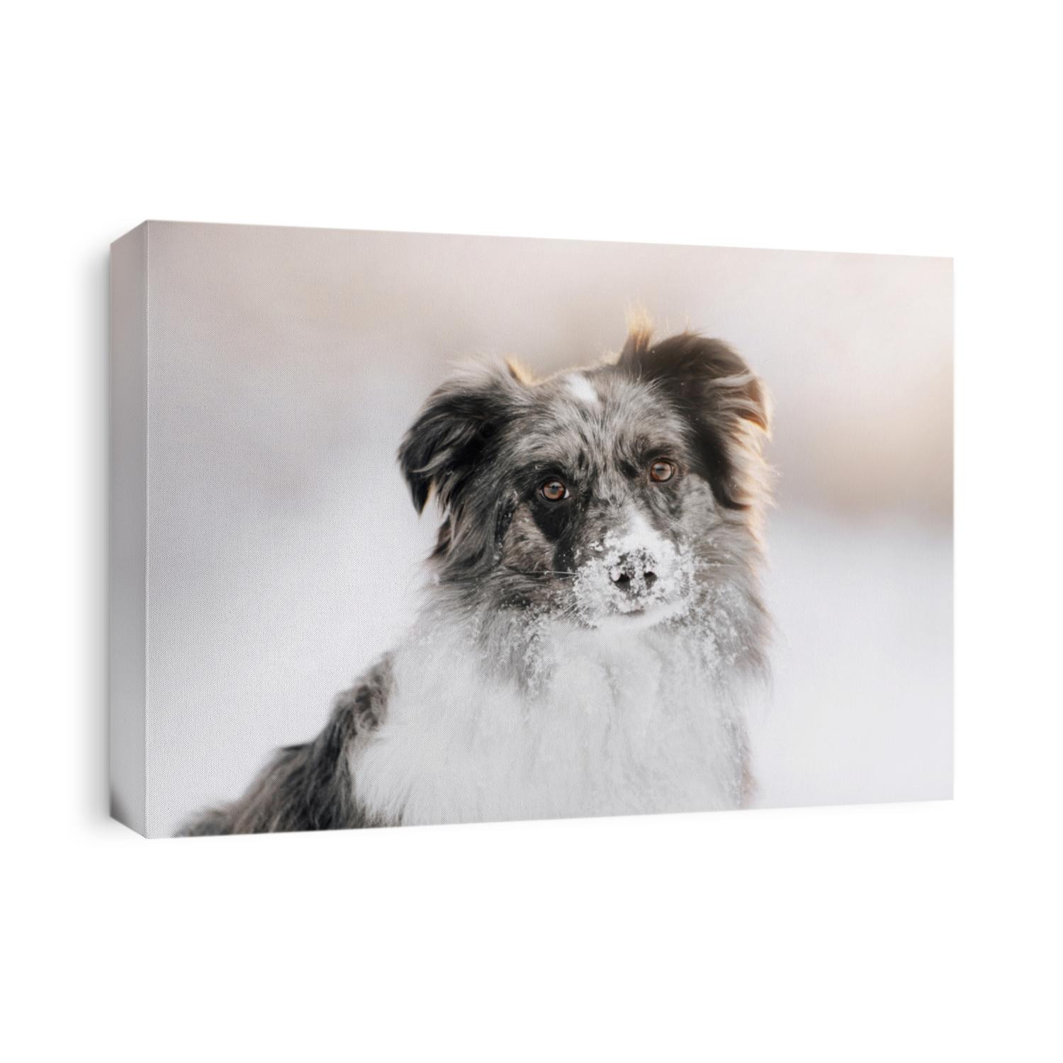 adorable border collie dog portrait outdoors in winter