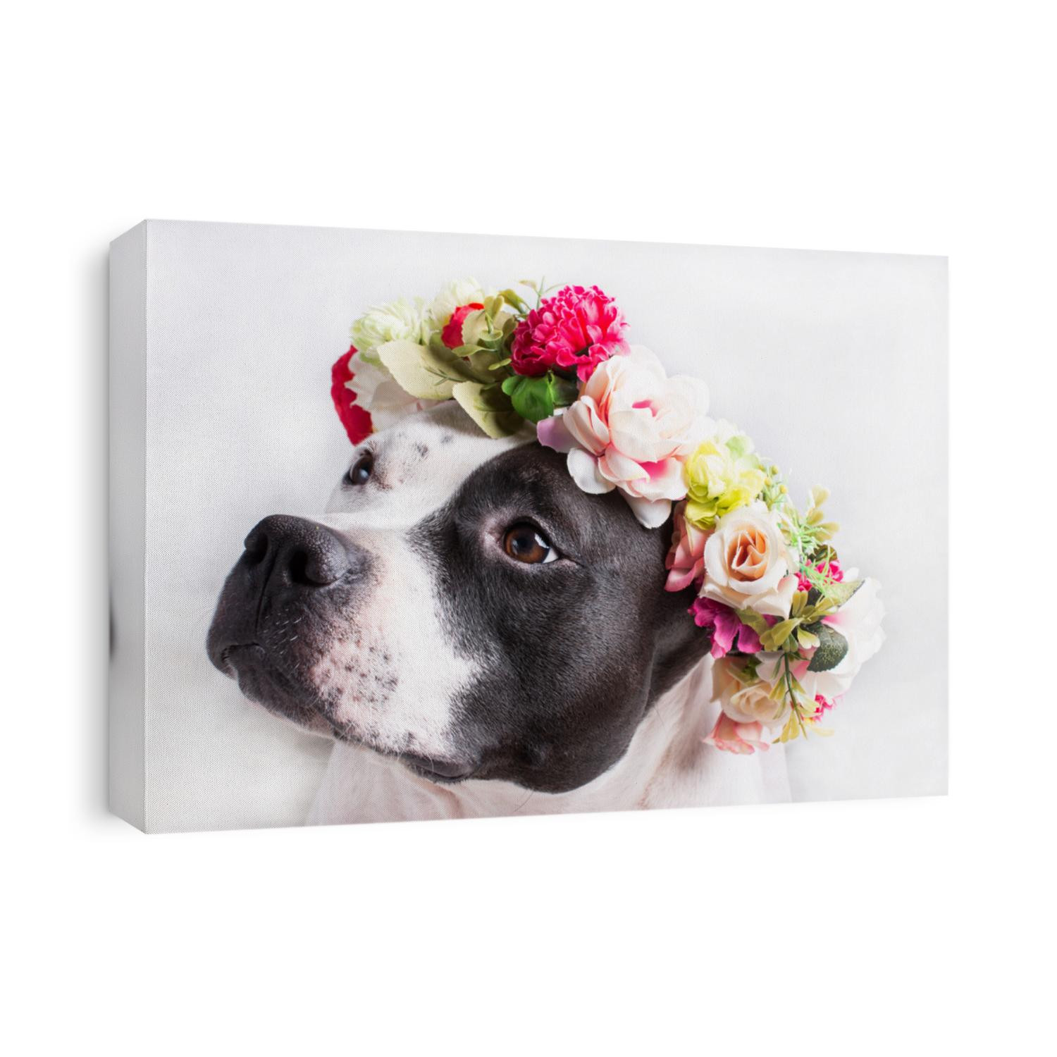 Black and white dog in a flower wreath. Four-legged loyal friend of man