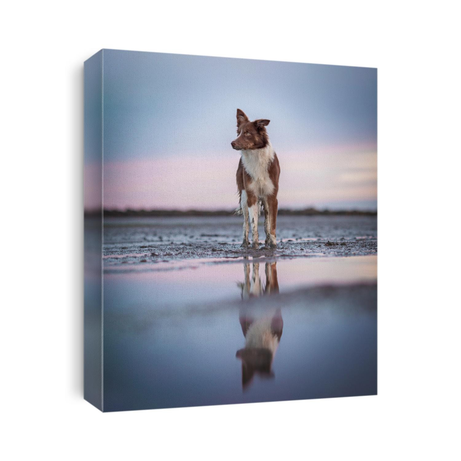 Brown Border Collie Black and white at the beach 