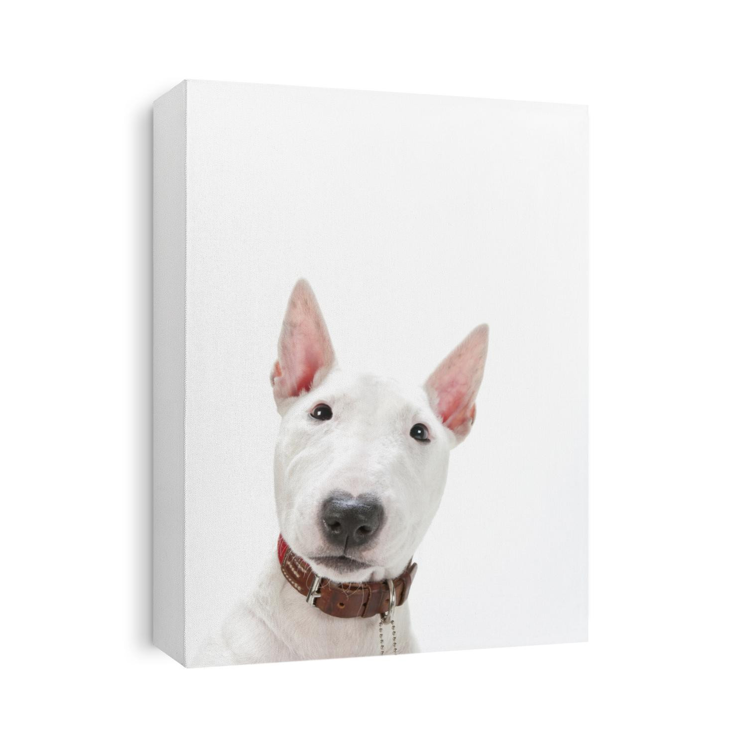 Bull Terrier