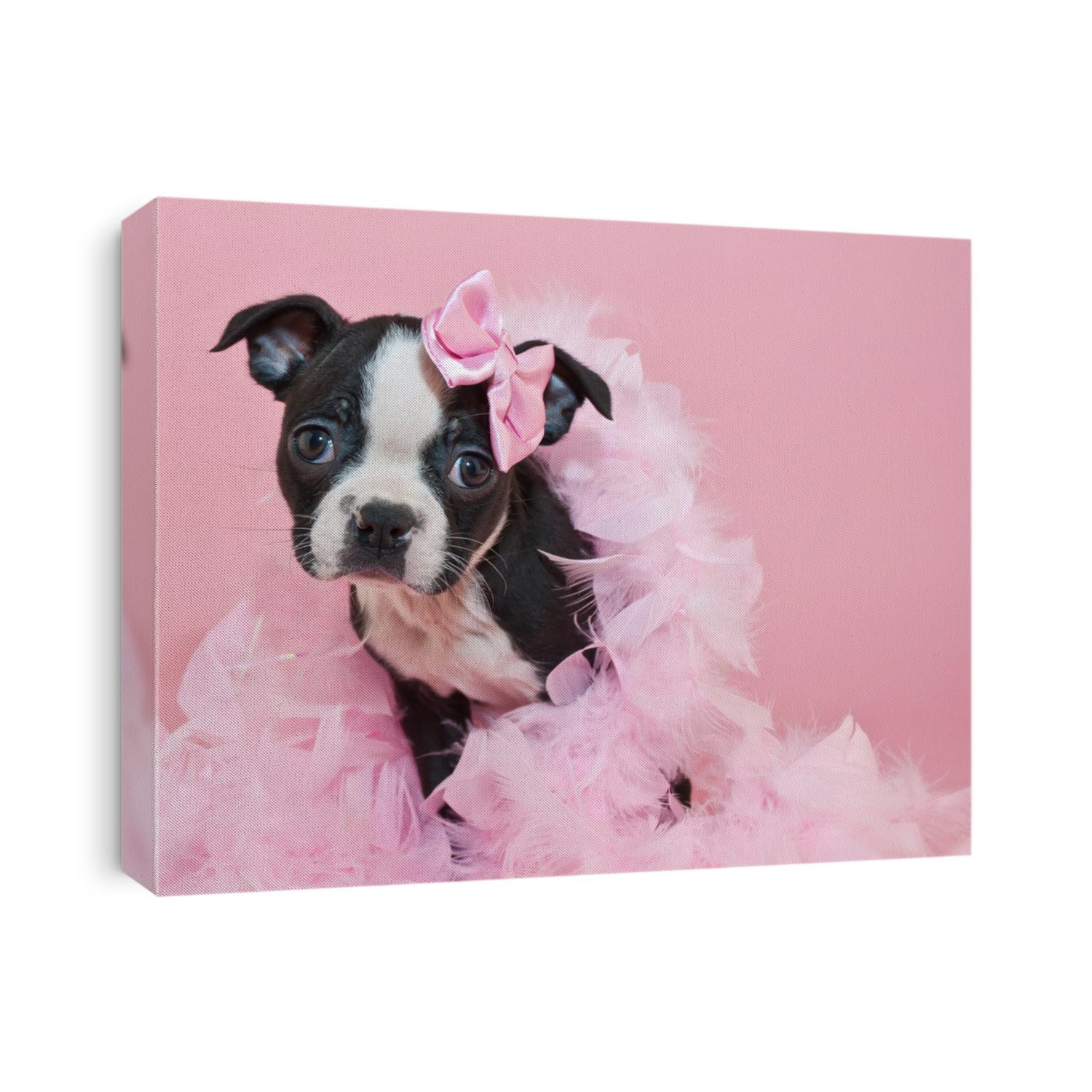 Super cute Boston Terrier puppy wearing a boa and a little pink bow, on a pink background.