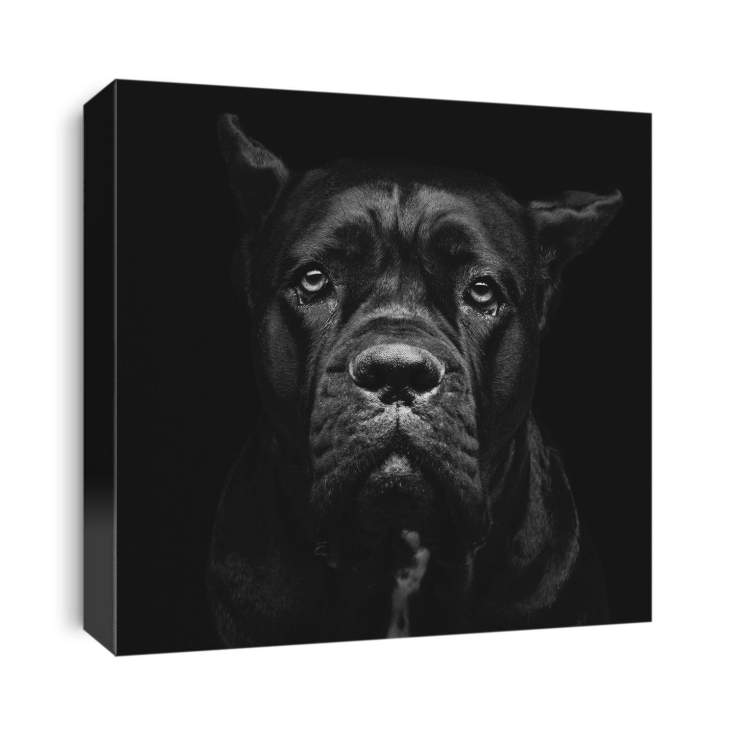 Closeup portrait of beautiful black Cane Corso female dog. Pure breed. Studio shot over black background. Square composition.