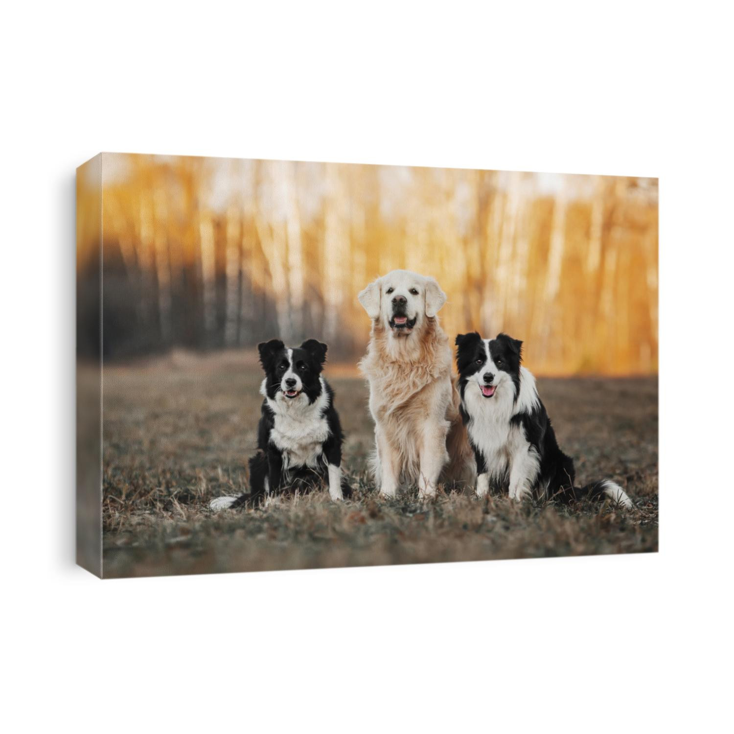 three dogs, golden retriever and two Border Collies, sitting on the field
