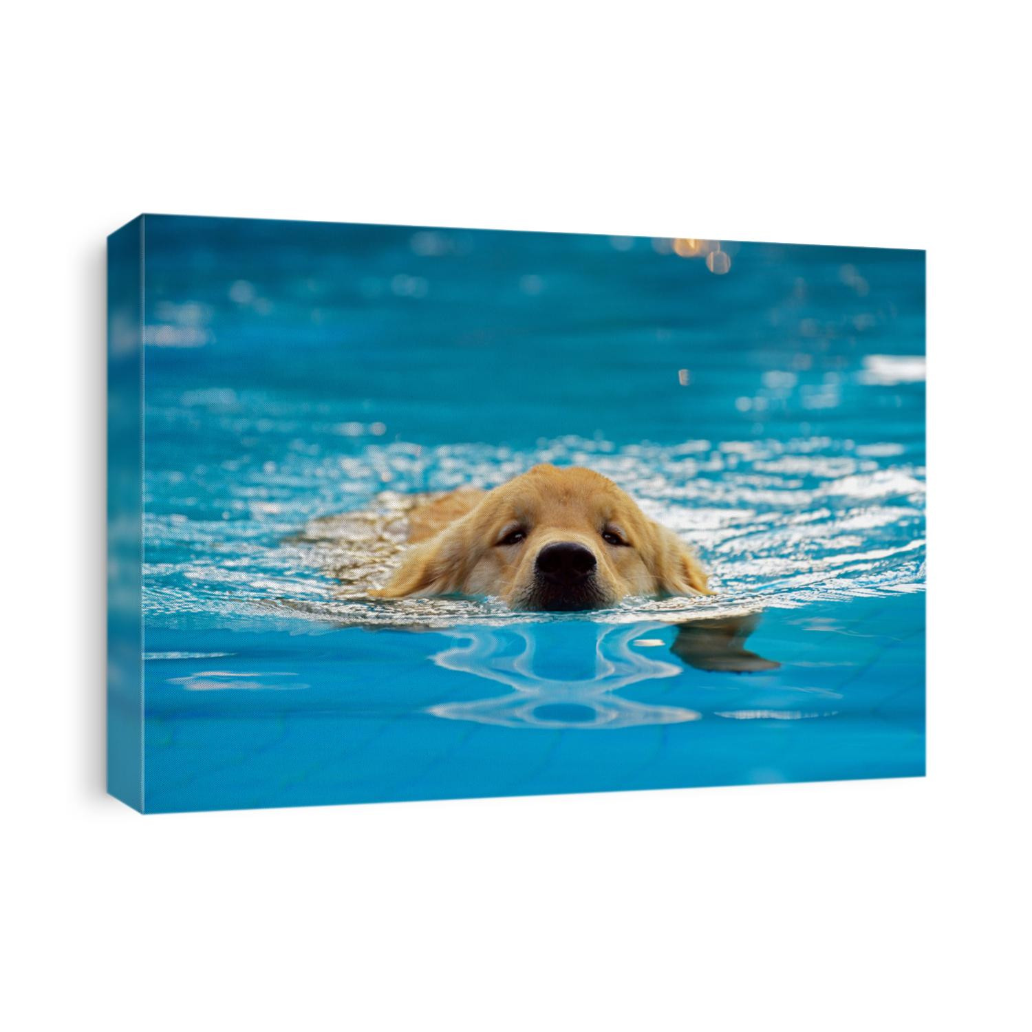 Golden Retriever Puppy Exercise in Swimming Pool